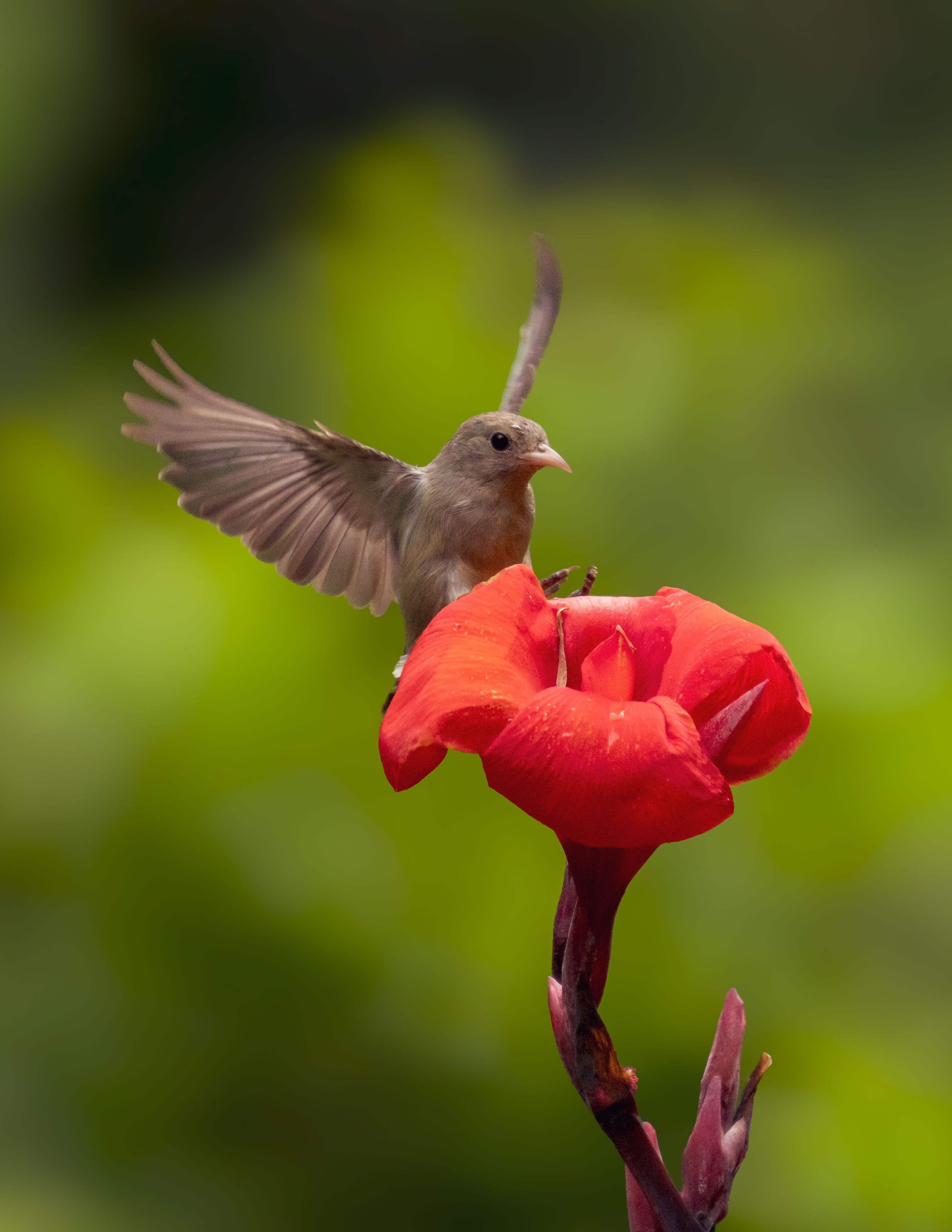 3190x4127 Bird Perched on Red Flower in Indian Garden · Free