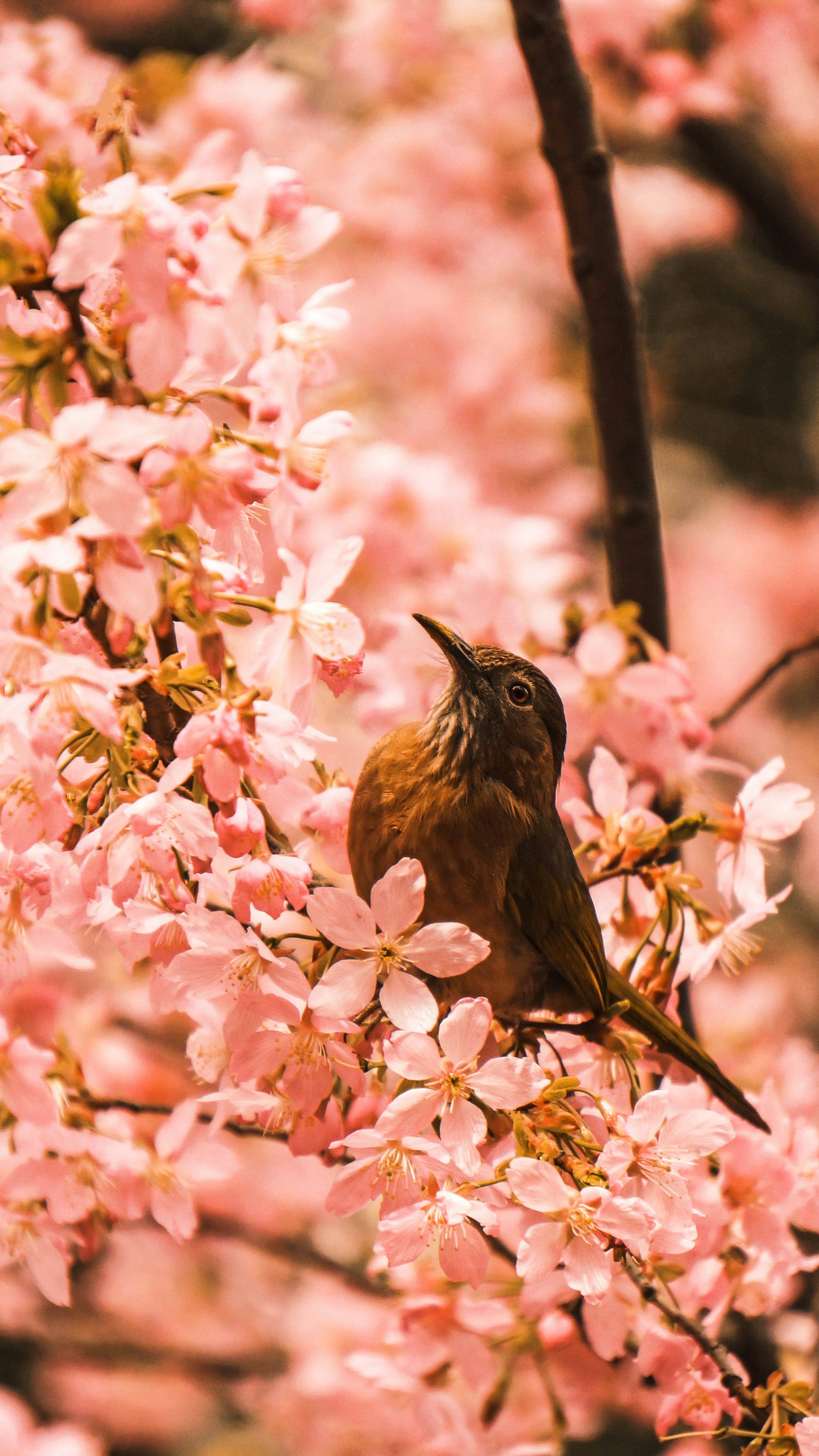 3000x5332 Nature Bird Picture. Download Free Image