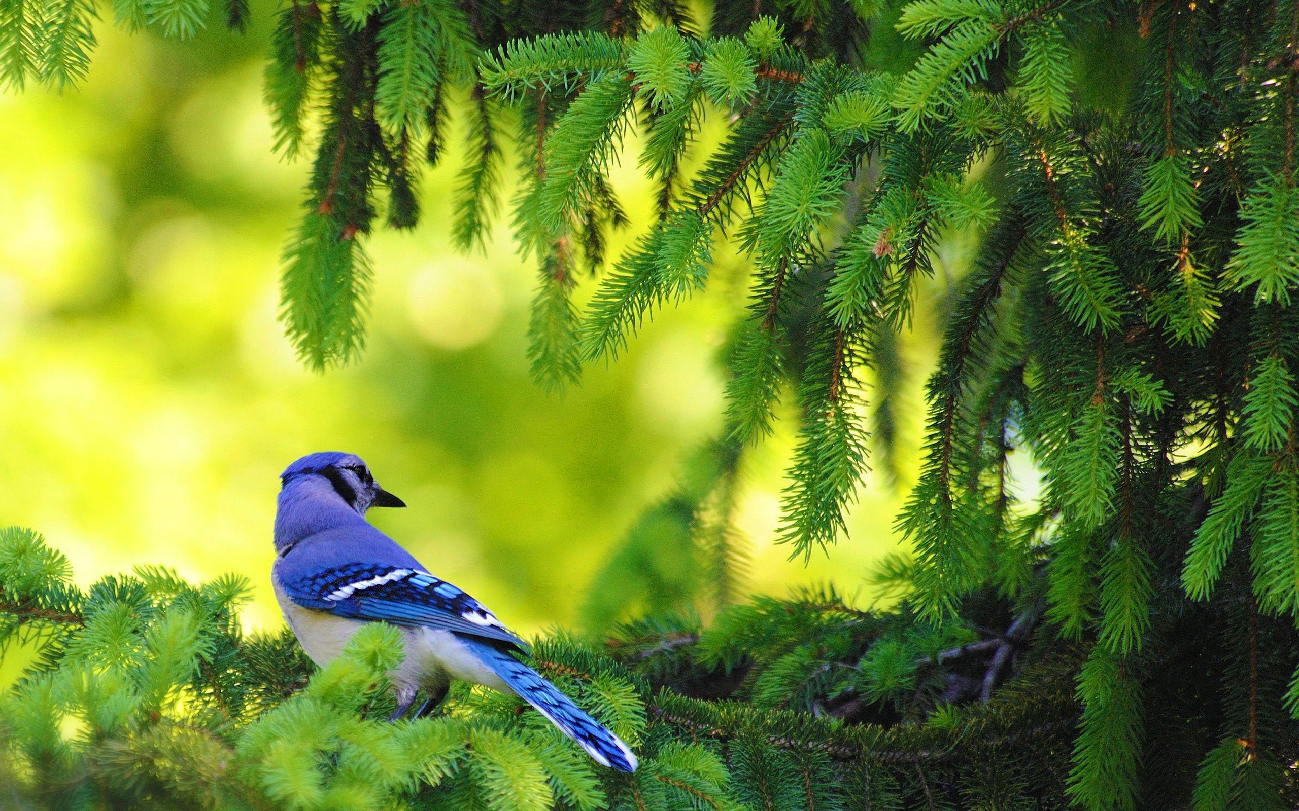 2560x1600 Nature Birds Wallpaper