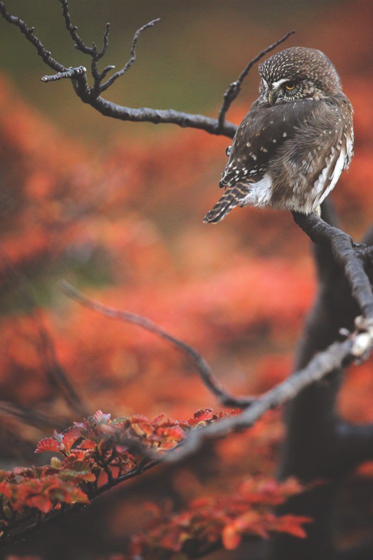 748x1122 animal, Beauty, Beautiful, Bird, Nature, Tree, Forest, Owl Wallpaper HD / Desktop and Mobile Background