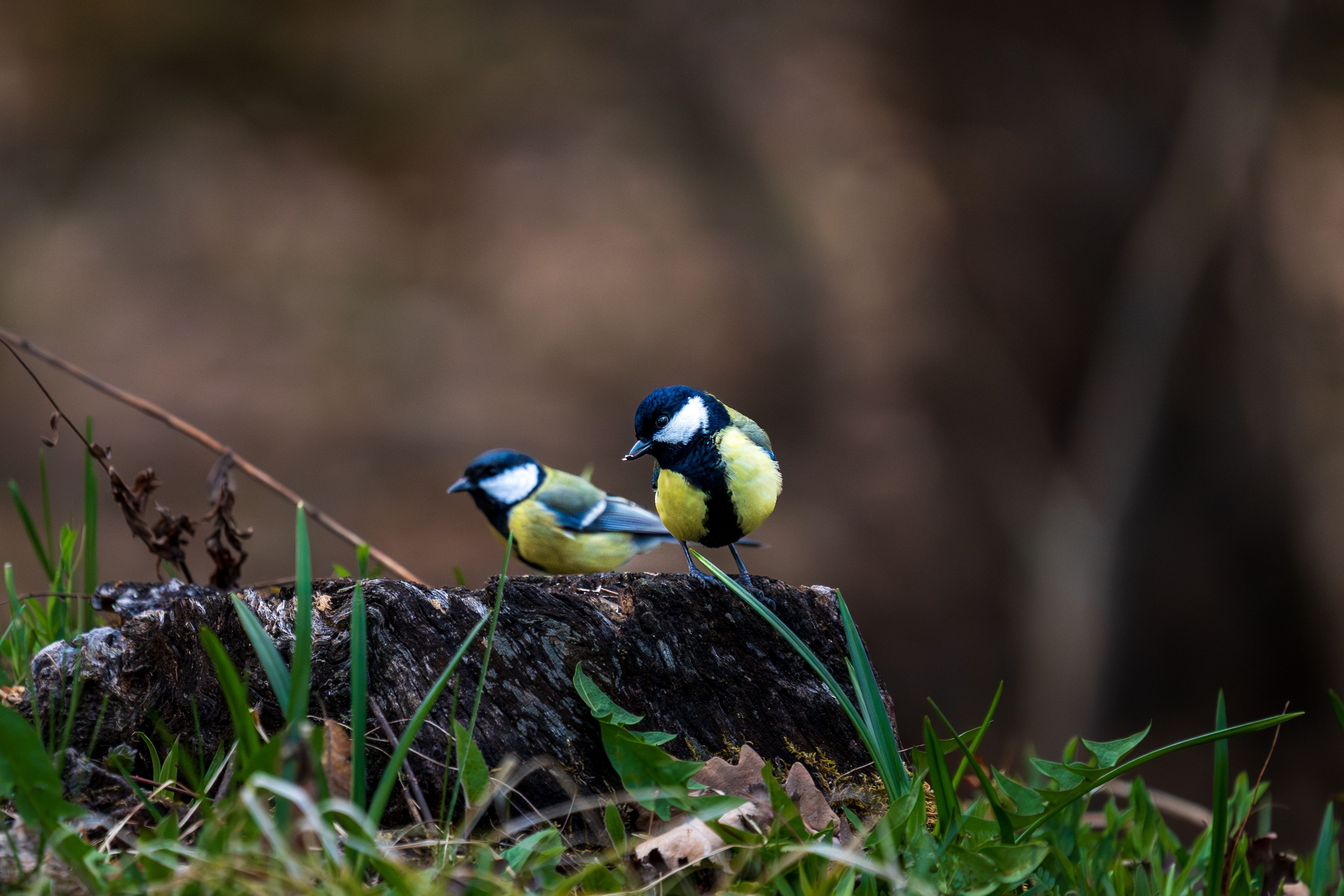 3936x2624 Best Birds Photo · 100% Free Downloads