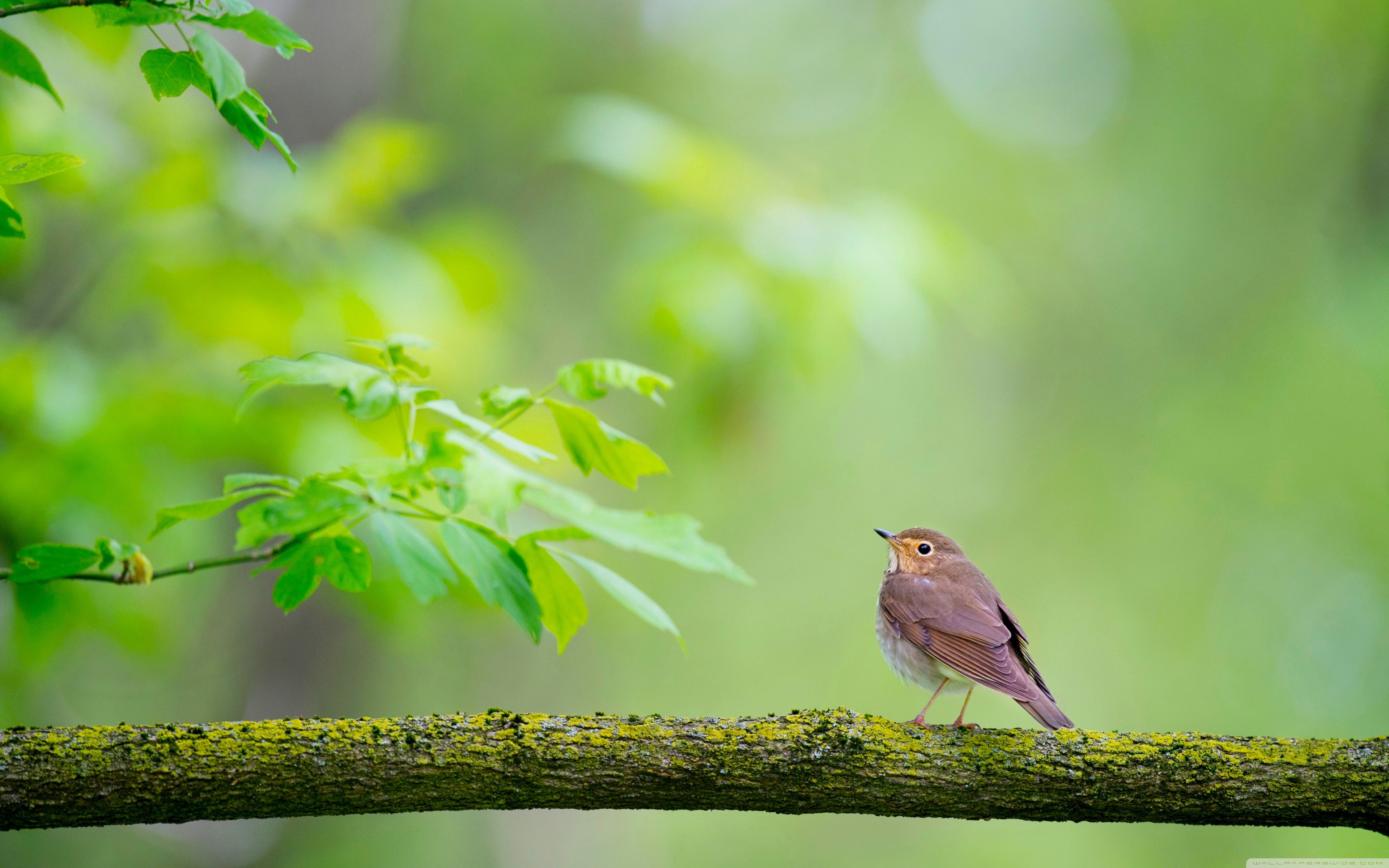3840x2400 Bird, Branch, Nature 4K UHD Wallpaper for UltraHD Desktop and TV : Widescreen and UltraWide Display : Smartphone and Tablet Devices