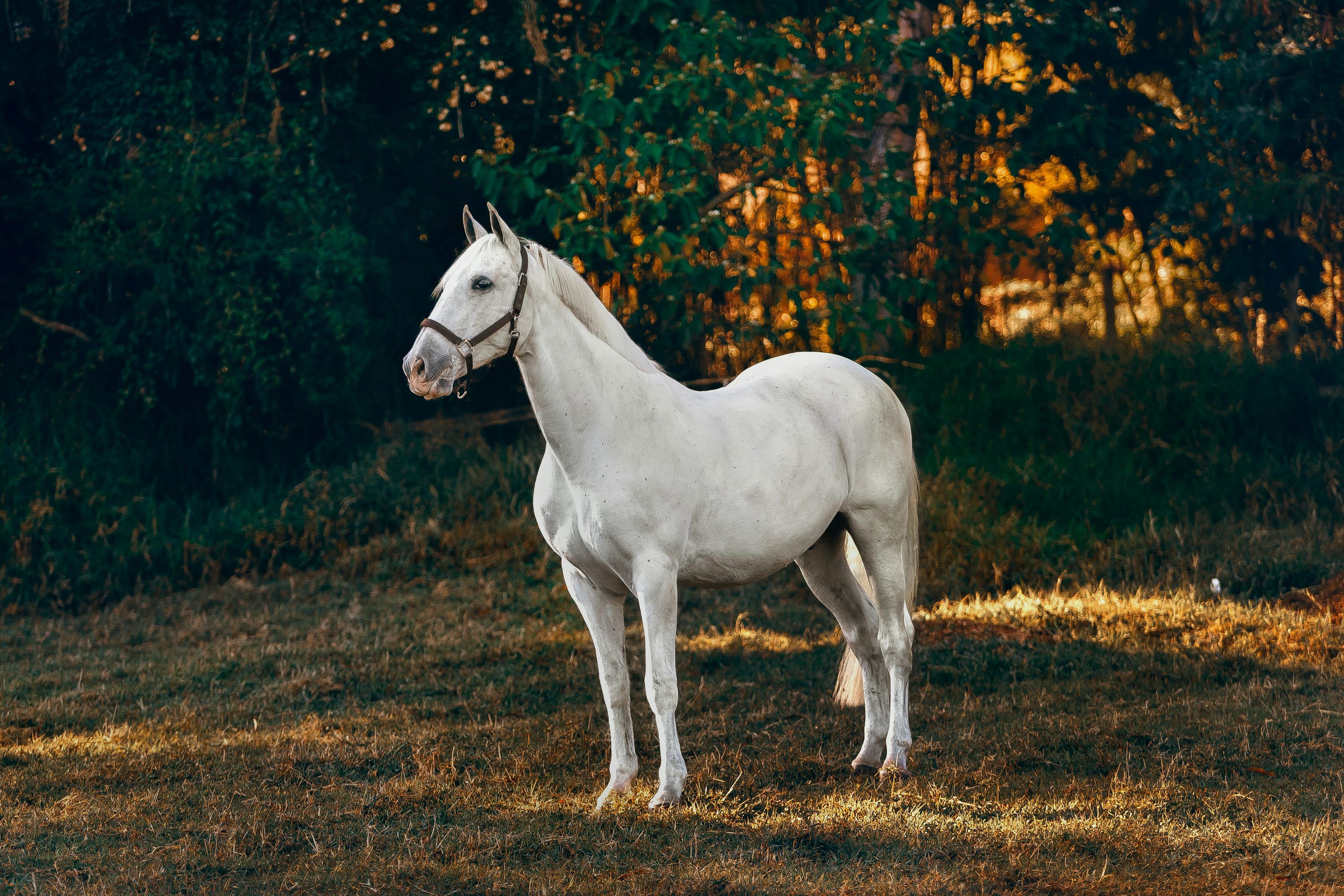 3000x2000 White Horse Picture. Download Free Image