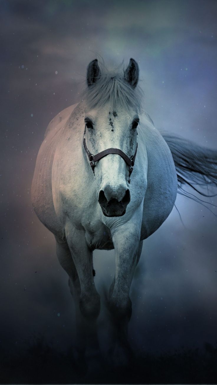 736x1308 White Horse Running 4K Ultra HD Mobile Wallpaper for iPhone & Android
