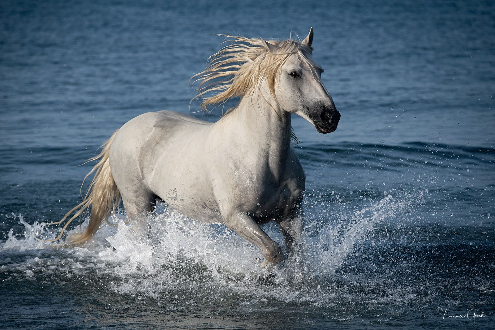 1600x1067 Blue Water White Horse. Camargue Fine Art Print. T. Gooch. Tamara Gooch. Fine Art Equine, Wildlife & Western Prints