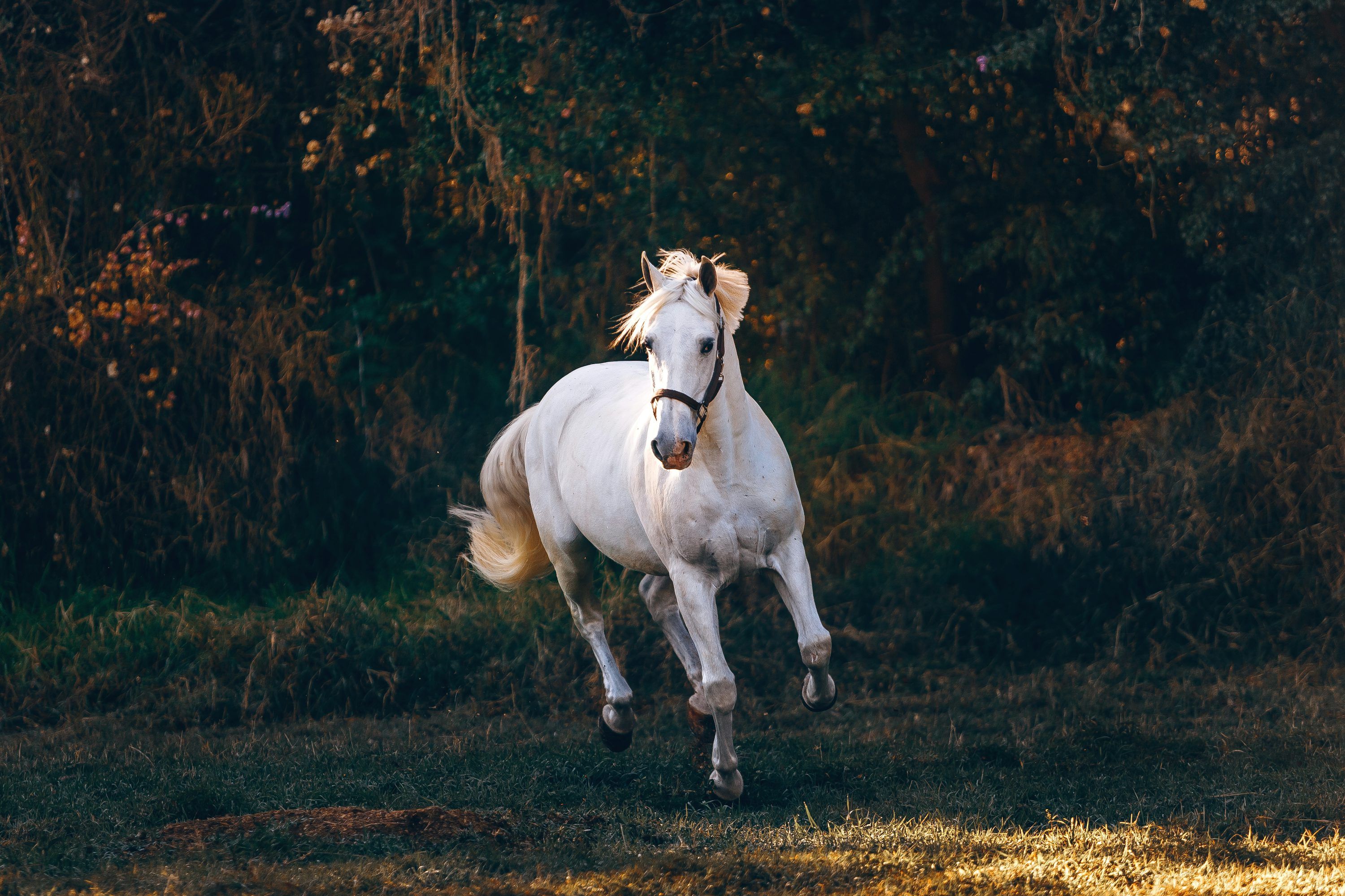 3000x2000 White Horse Picture. Download Free Image