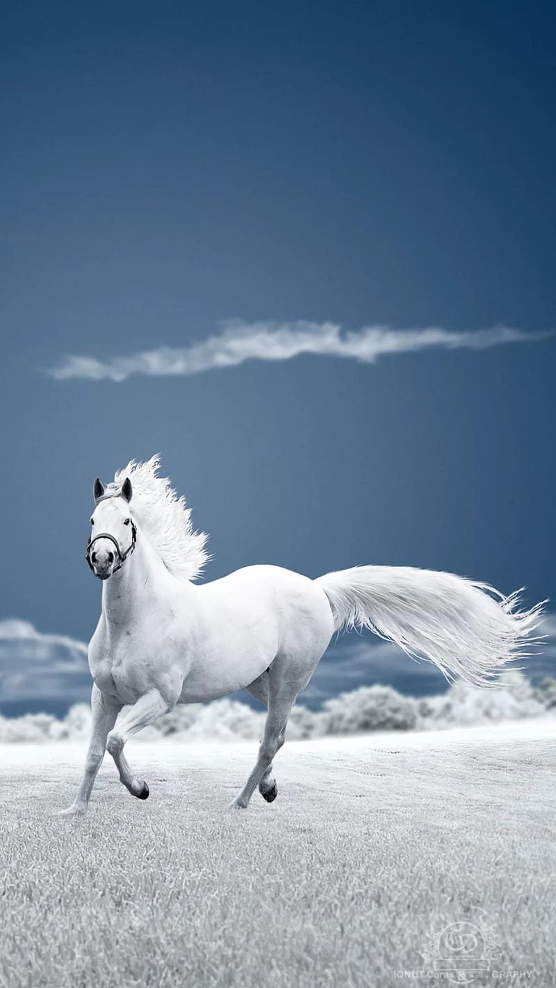 800x1422 White Horse, white horse, white, horse, HD phone wallpaper