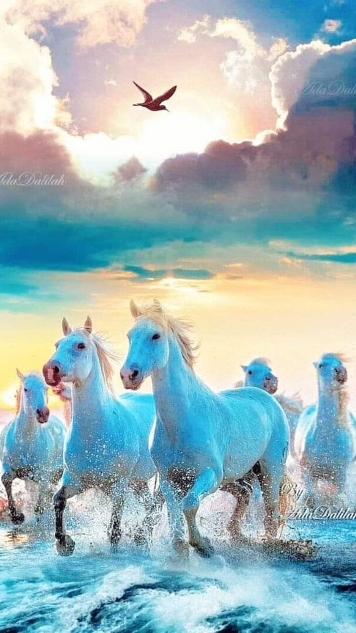 720x1280 Group of Beautiful White Horses Running in the Ocean horse running wallpaper, Seven white horses wallpaper, Seven running horses wallpaper