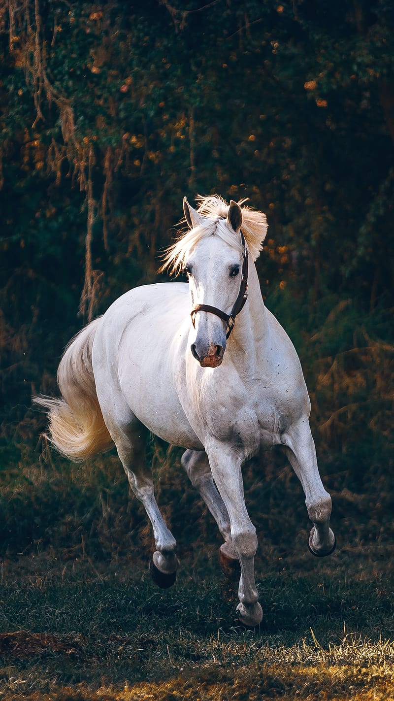 800x1423 White Horse Running In The Forest, white horse, running, animal, domestic, trees, HD phone wallpaper