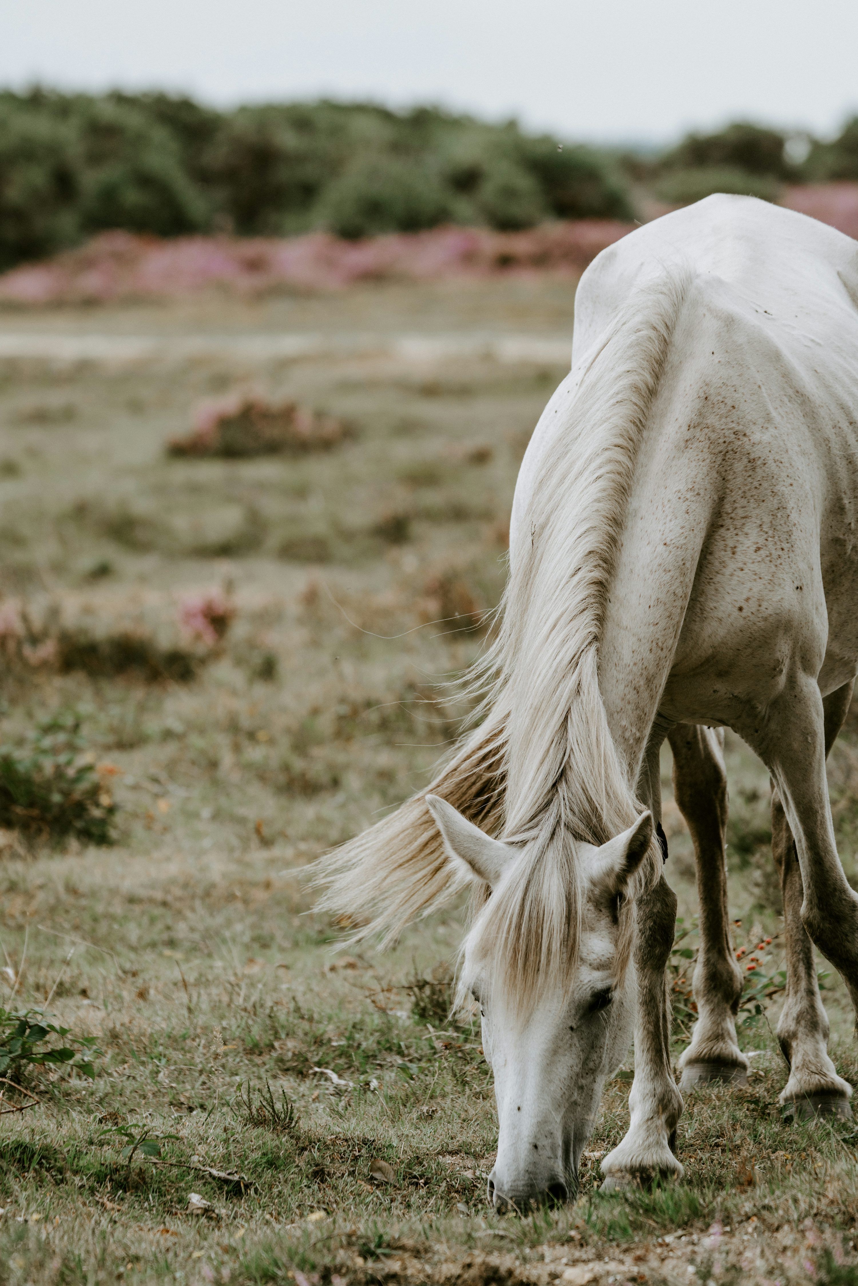 3000x4497 White horse on green grass field