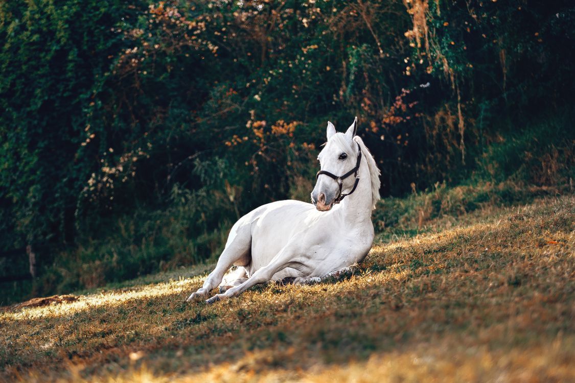 1125x750 White Horse on Brown Grass · Free