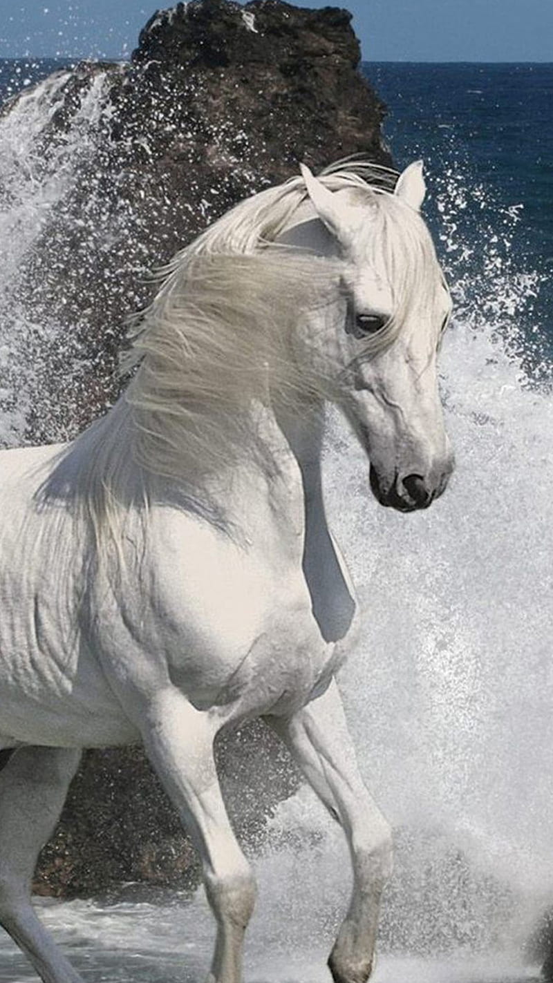 800x1423 White horse, bonito, run, sea, wave, HD phone wallpaper