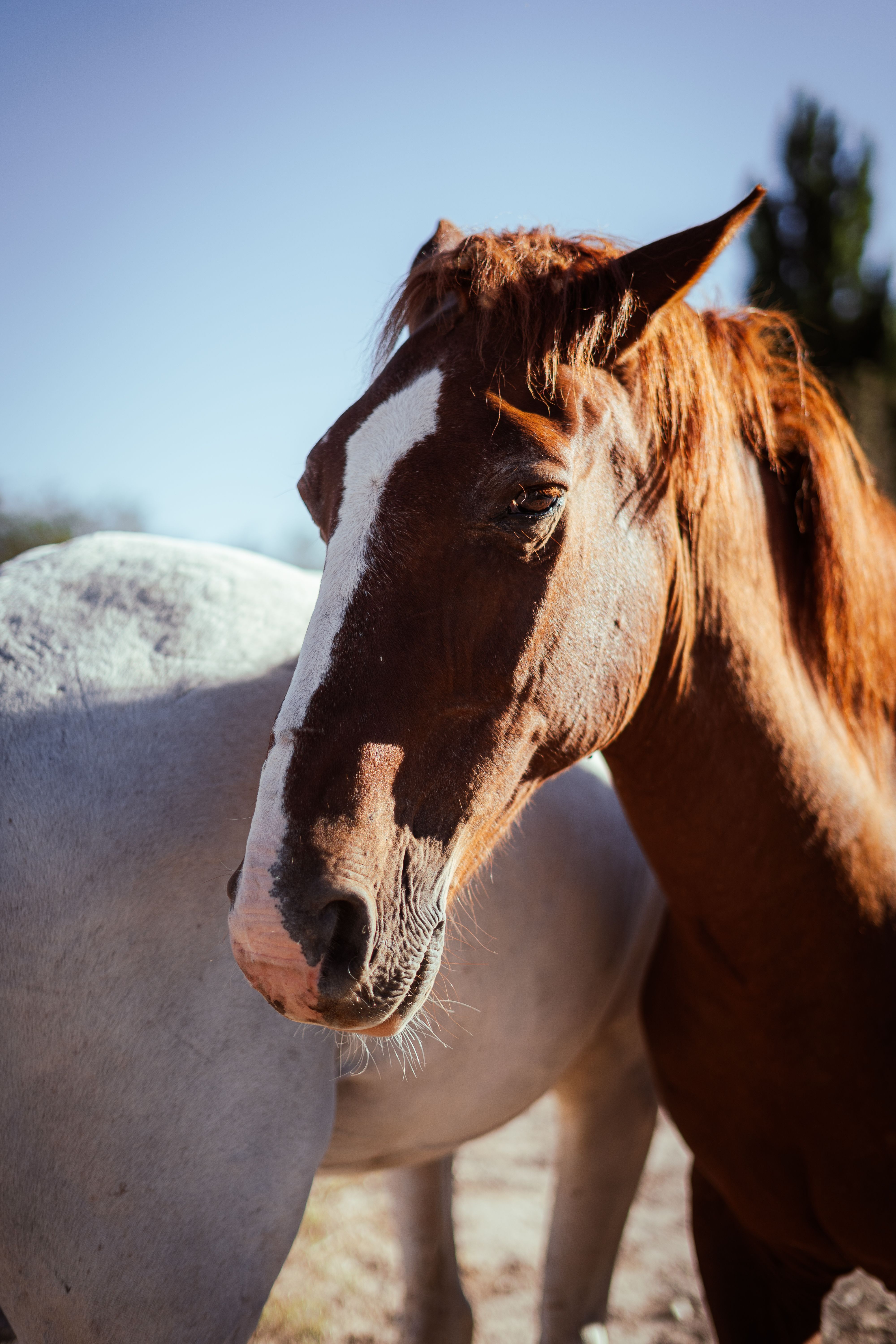 4000x6000 Best White Horse Image · 100% Royalty Free Photo Downloads