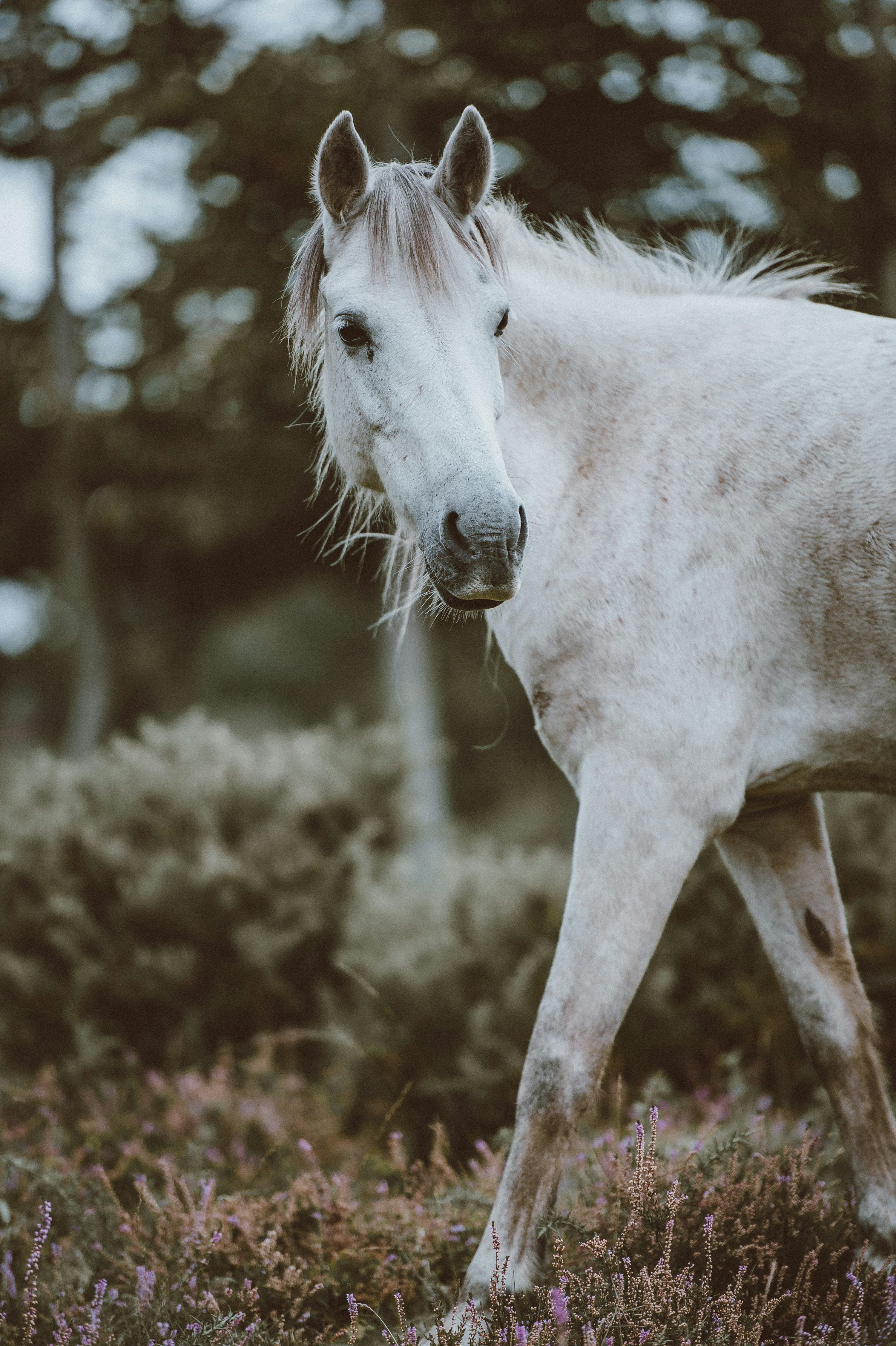 3000x4507 White Horse Wallpaper Picture. Download Free Image