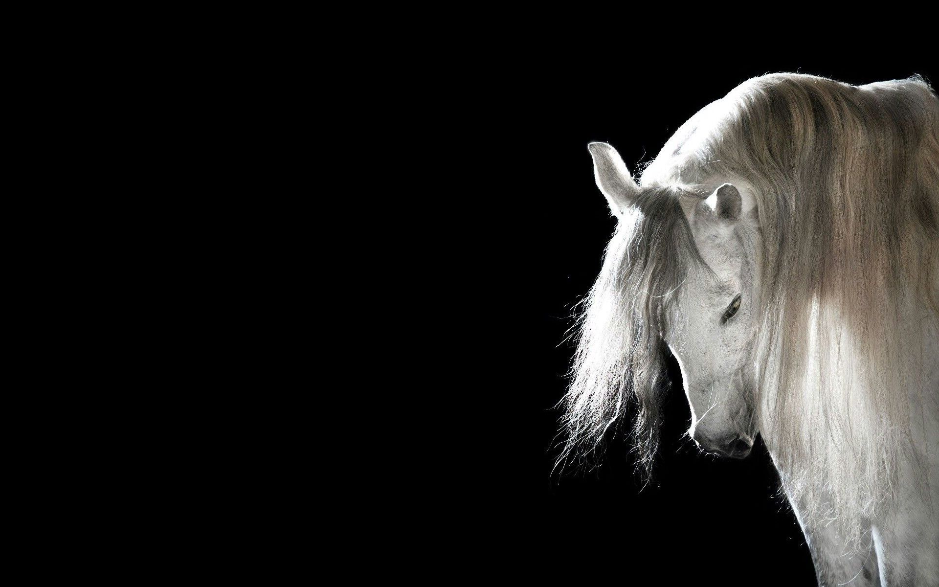 1920x1200 Wallpaper horse, mane, black background, white horse for mobile and desktop, section животные, resolution 1920x1200