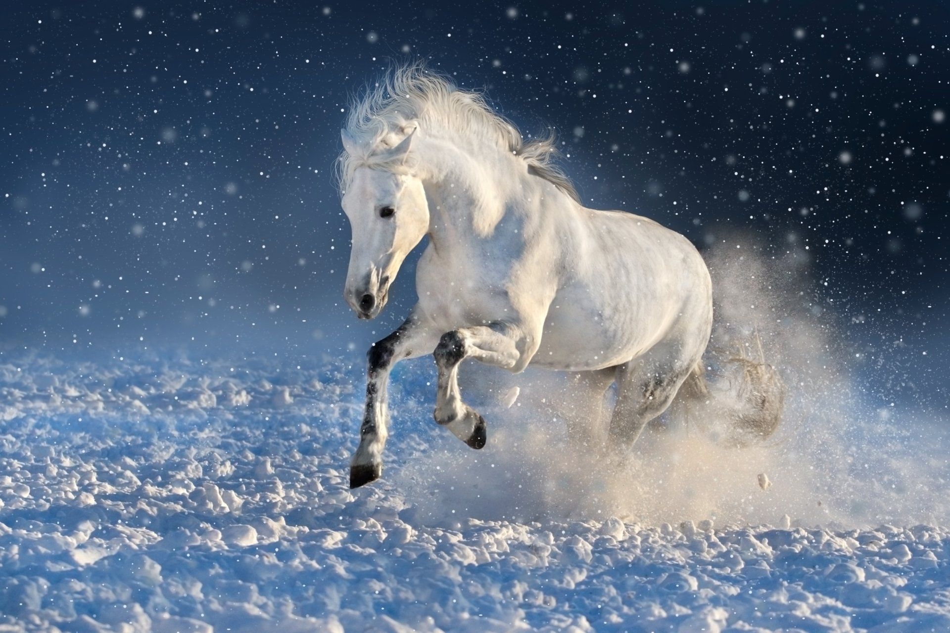 1920x1280 Majestic White Horse Galloping Through Snow