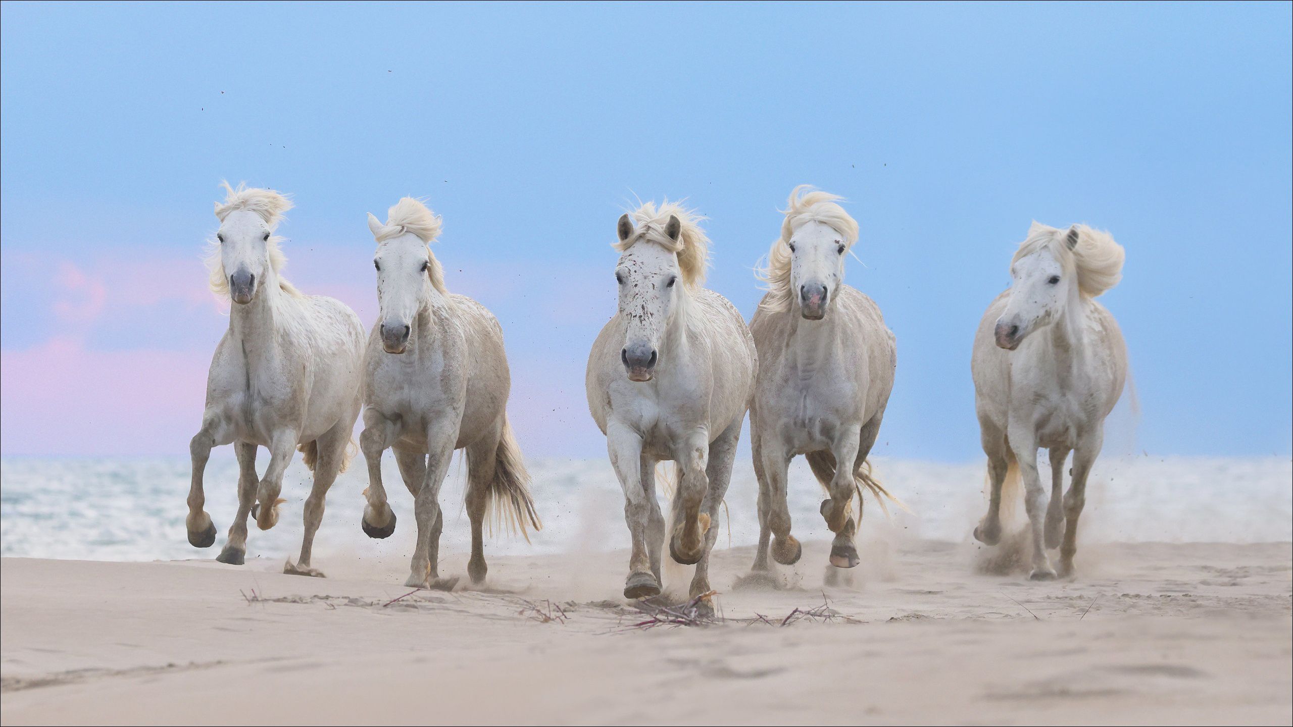 2560x1440 White, Horses, Running, Beach, Sand, Ocean, Blur, Blue, Sky, Background HD Horse Wallpaper