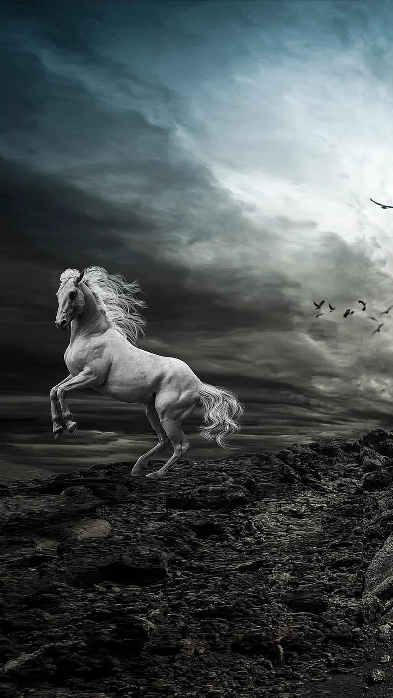 800x1422 White horse, animal, birds, cloudy, HD phone wallpaper