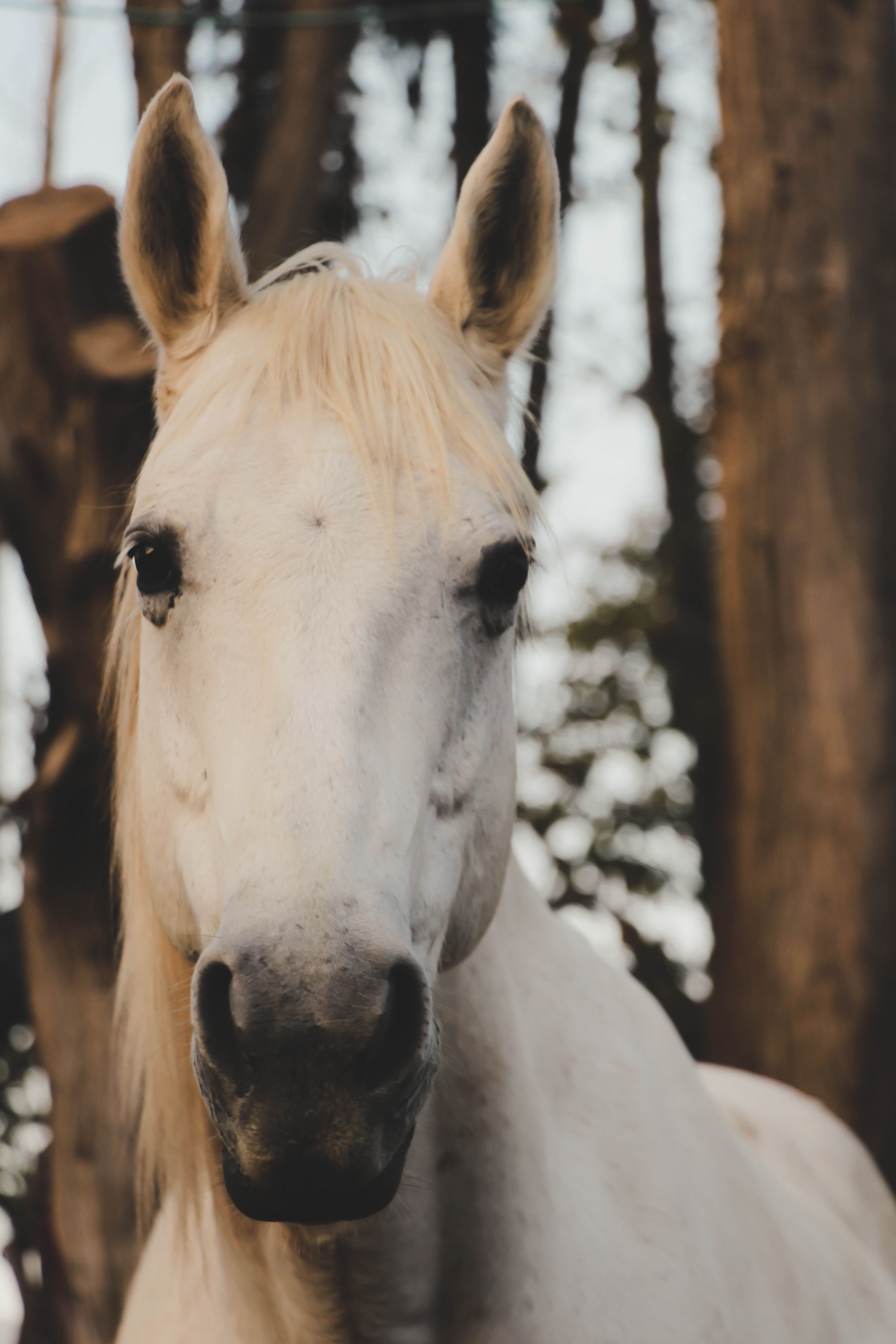 3265x4898 Best White Horse Image · 100% Royalty Free Photo Downloads