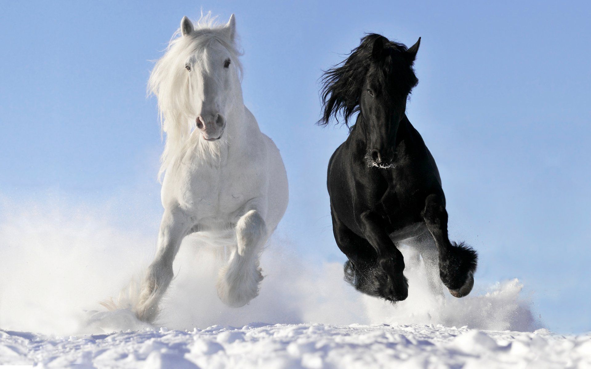 1920x1200 Galloping Harmony: HD Horse Wallpaperx1600