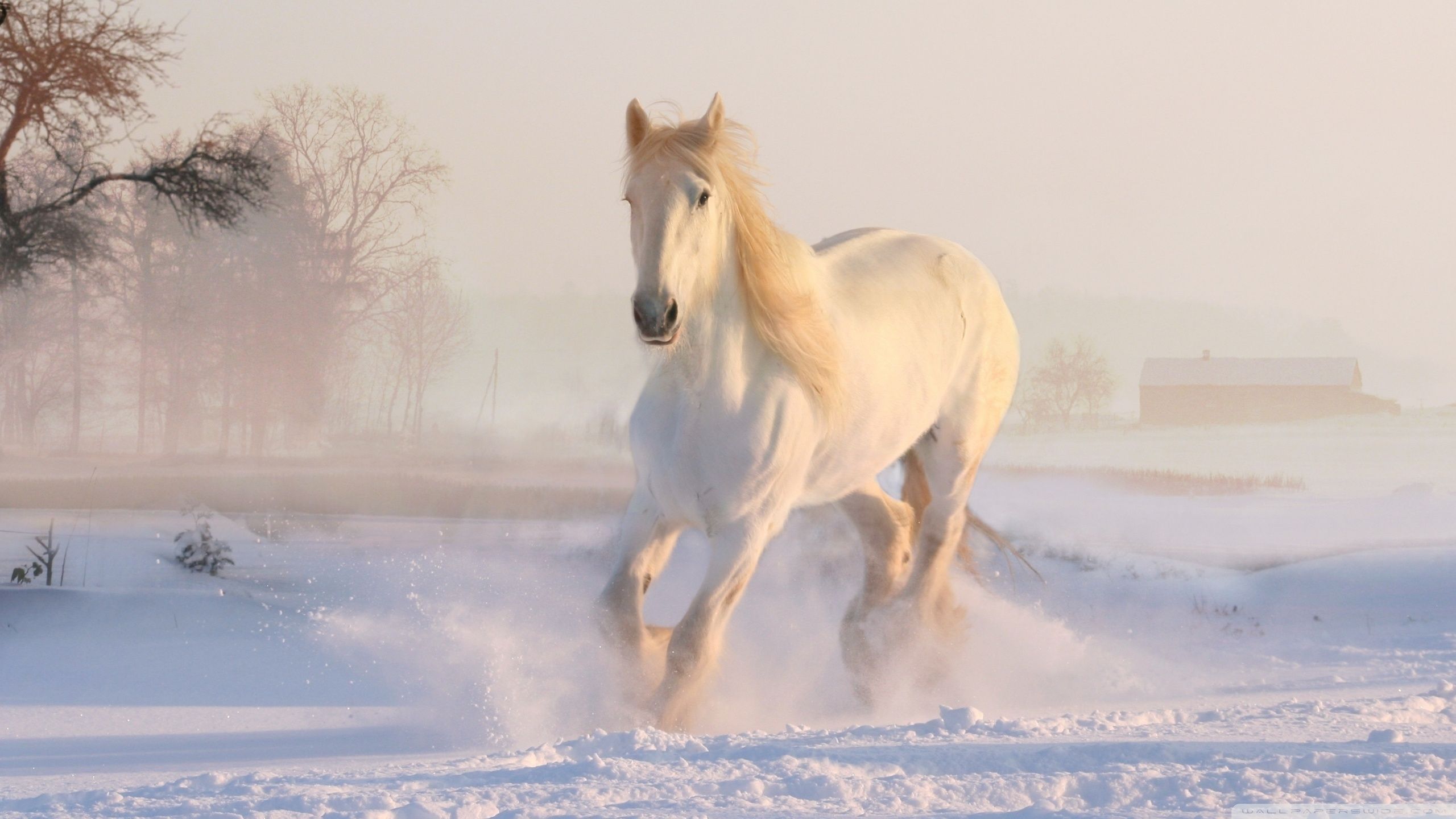 2560x1440 White Horse Running in Snow 4K UHD Wallpaper for UltraHD Desktop and TV : Widescreen and UltraWide Display : Dual Monitor : Smartphone and Tablet Devices