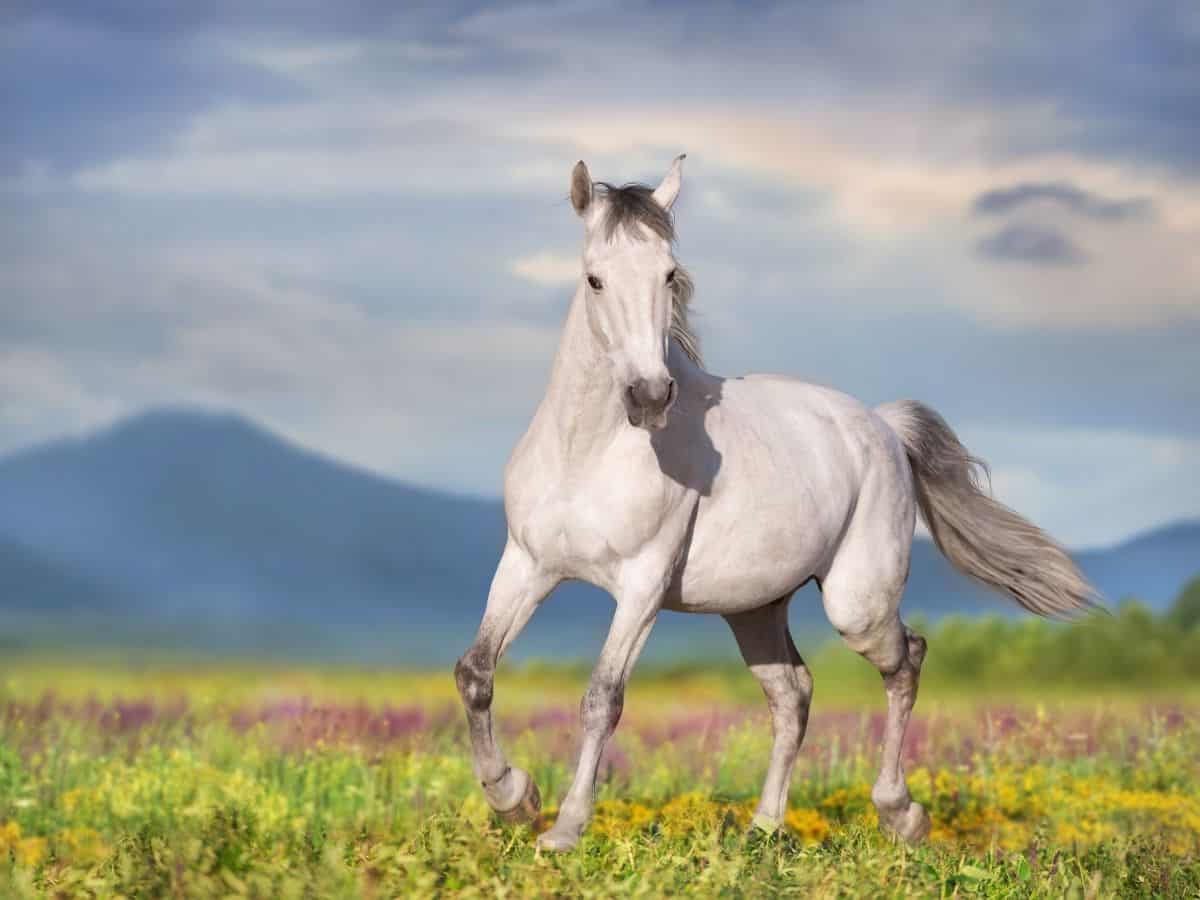 1200x900 Stunning Picture of White Horses You Must See
