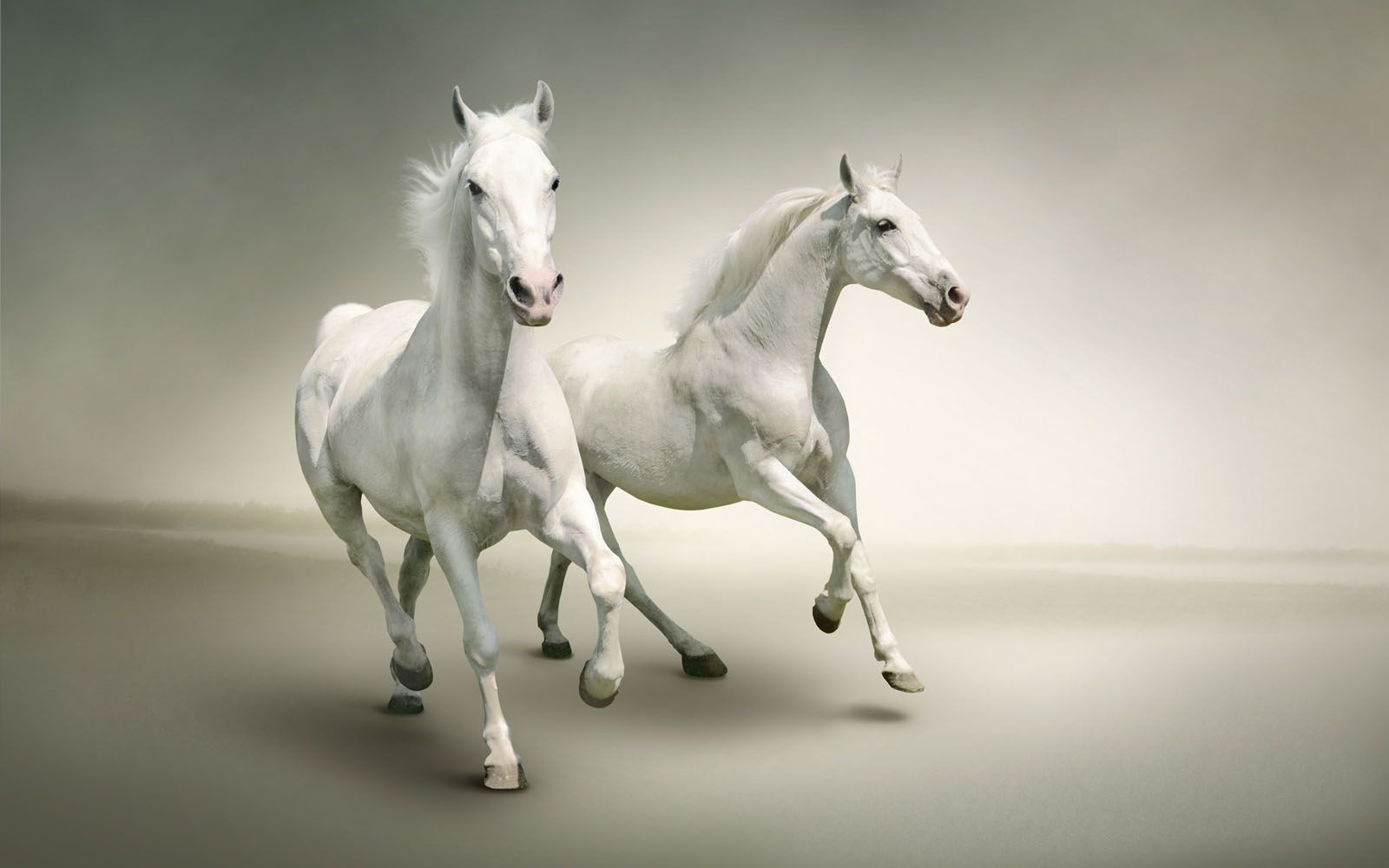 1600x1000 two white horses wallpaper