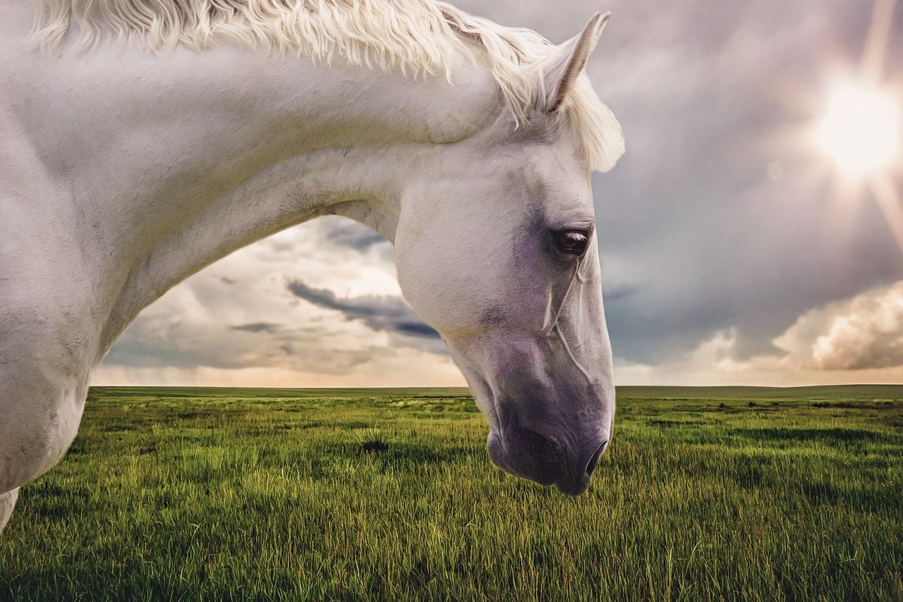 1280x854 Free White Horse & Horse Image