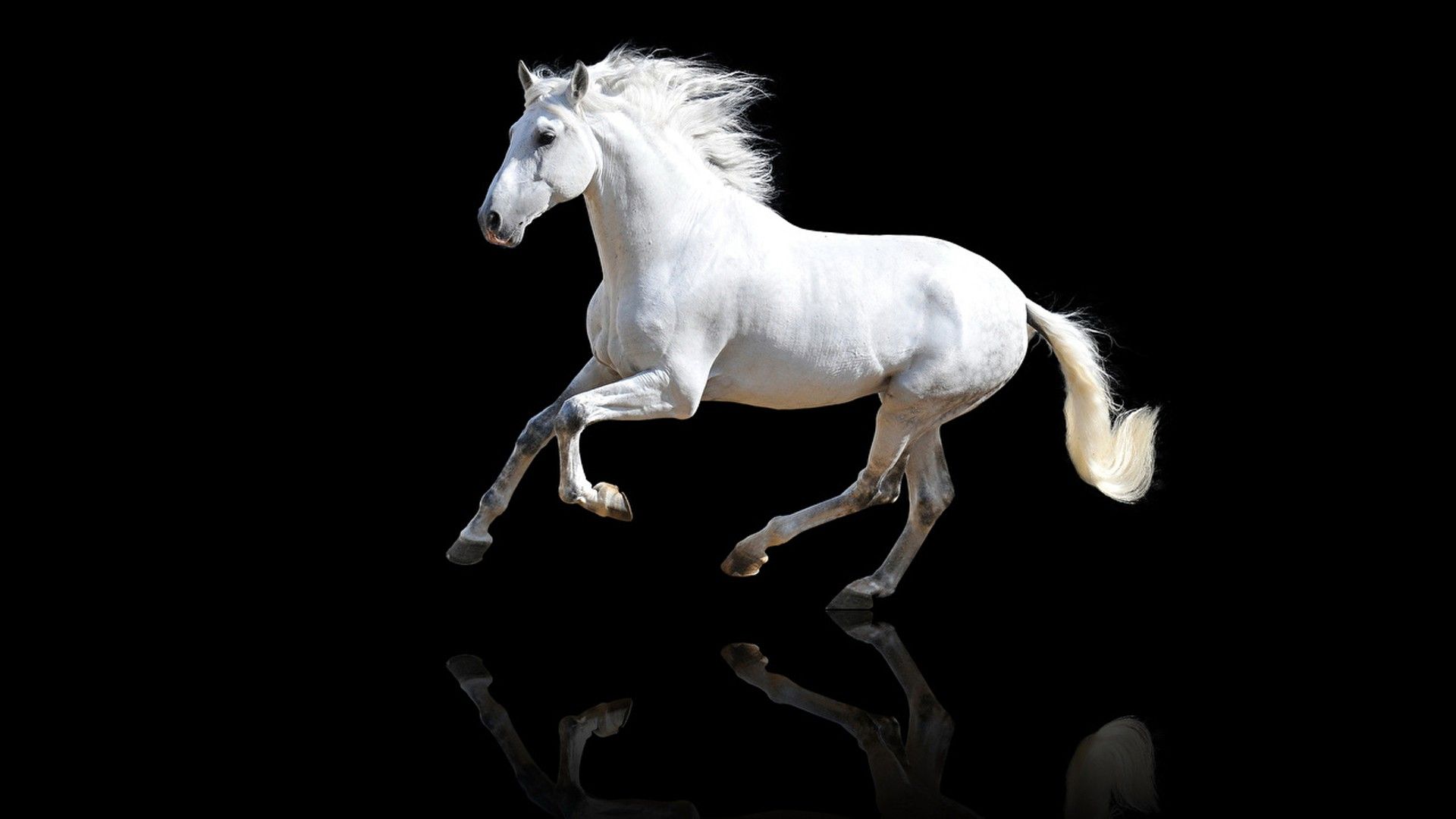 1920x1080 White Horse In Black Background HD Horse Wallpaper