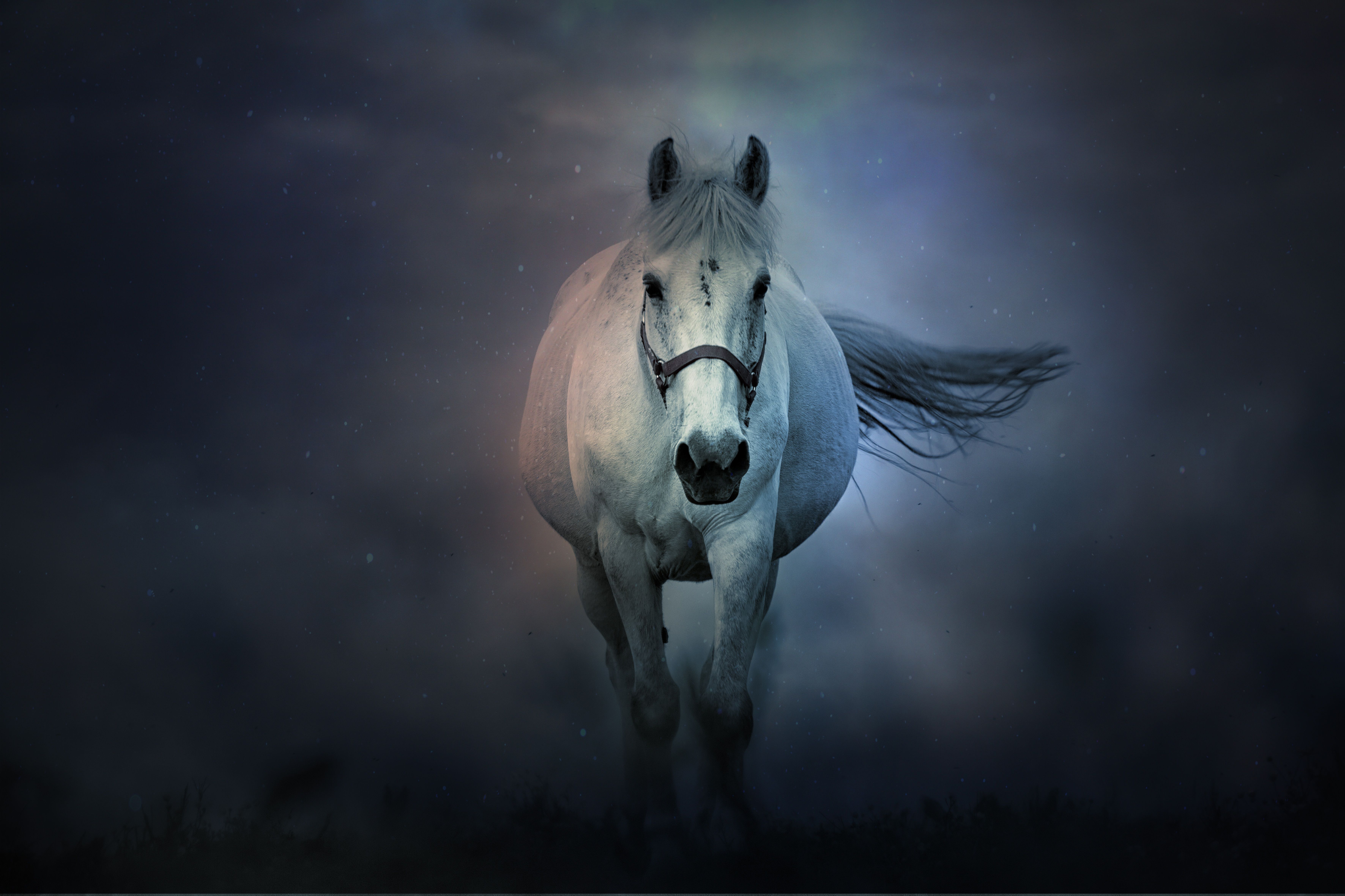 7087x4724 White horse Wallpaper 4K, Running Horse, Dark background