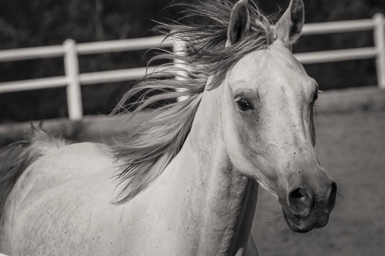 1280x850 Free White Horse & Horse Image