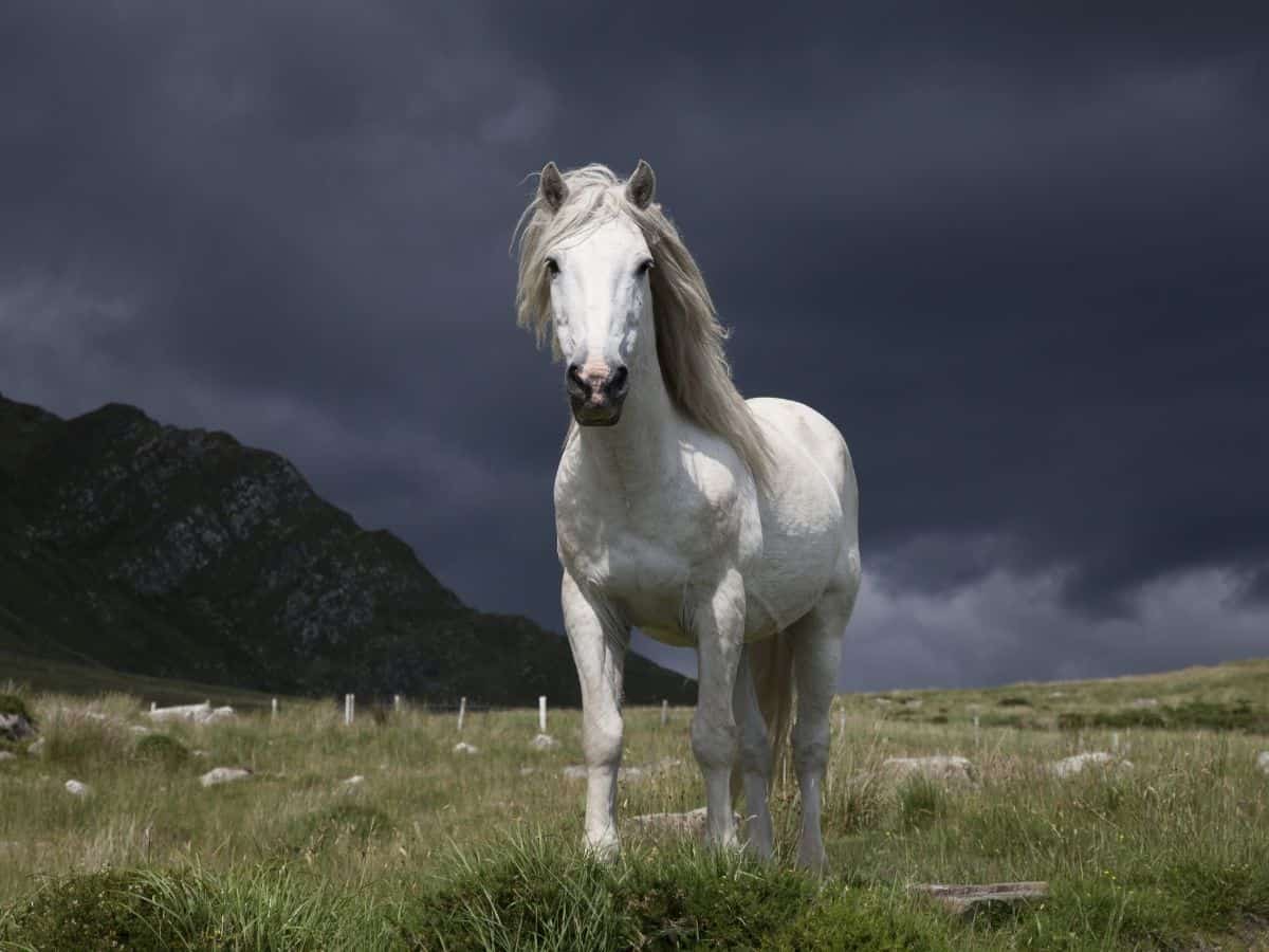 1200x900 Stunning Picture of White Horses You Must See