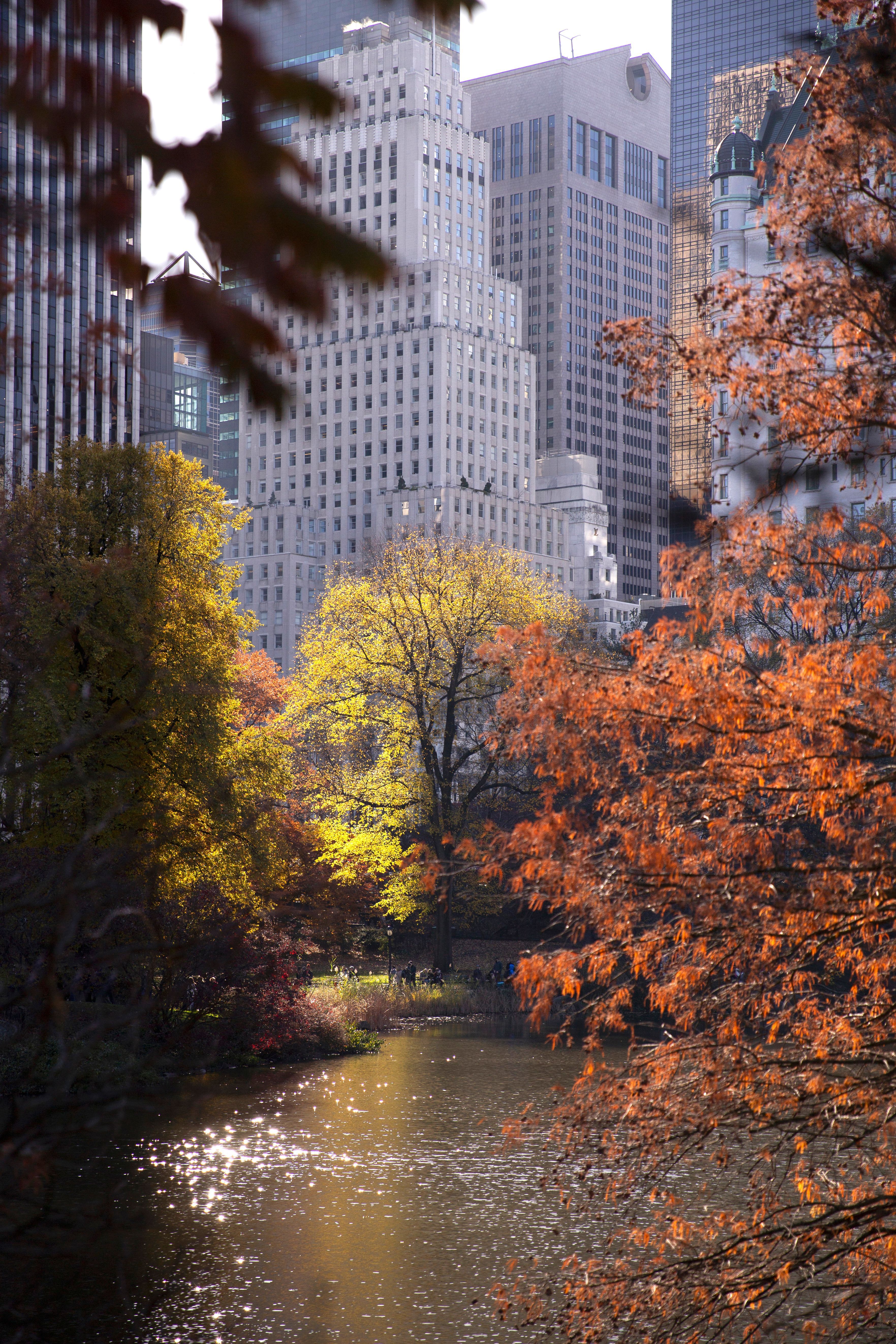 3527x5291 Trees in Central Park in Autumn · Free