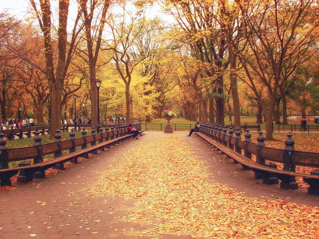 1024x768 Autumn Leaves Park York City. Autumn
