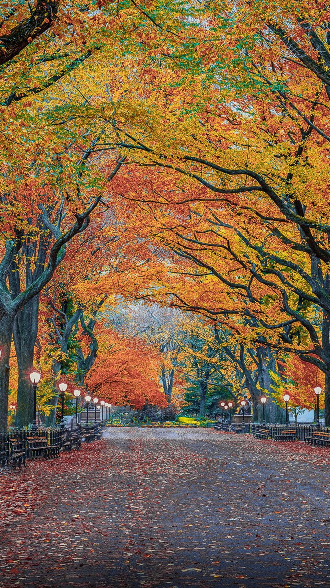 1080x1920 Road With Leaves Between Autumn Yellow Red Trees In Herbst Park New York City 4K HD Nature Wallpaper