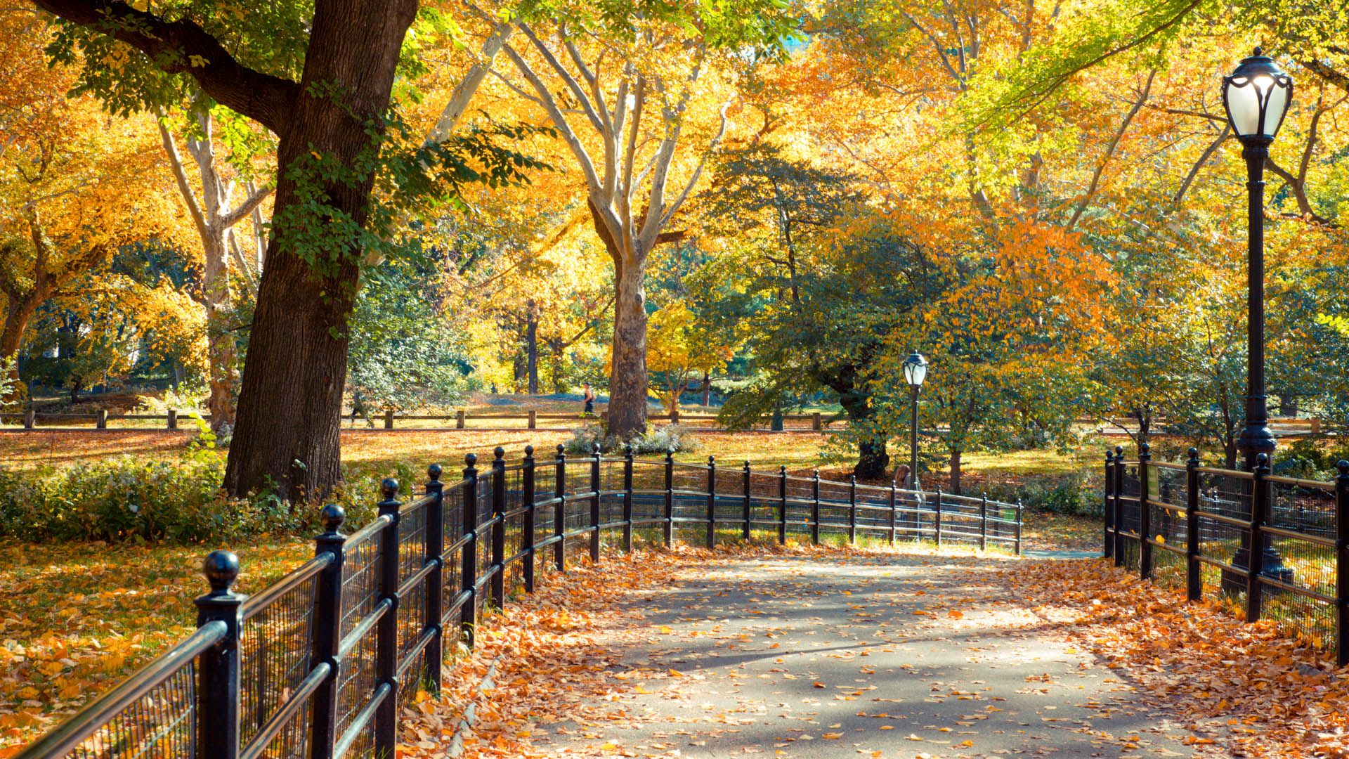 1920x1080 Central Park in New York City on colorful autumn day, USA. Windows Spotlight Image