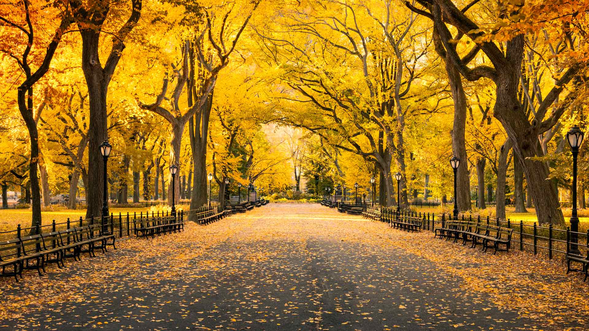 1920x1080 Bing HD Wallpaper Oct 2024: Autumn in Central Park, New York, United States Wallpaper Gallery