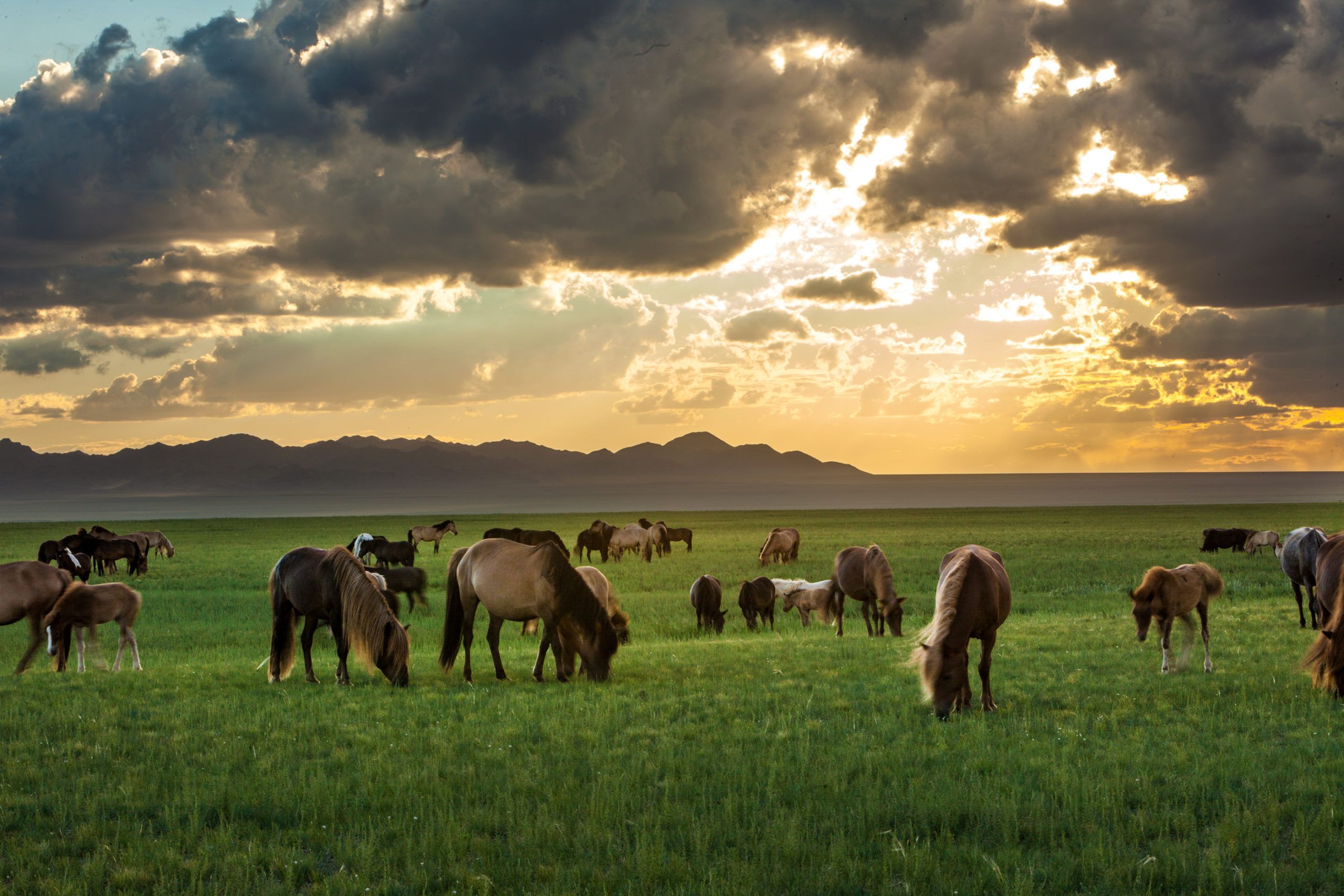2560x1707 Eco Conservation In Mongolian Culture. Three Camel Lodge