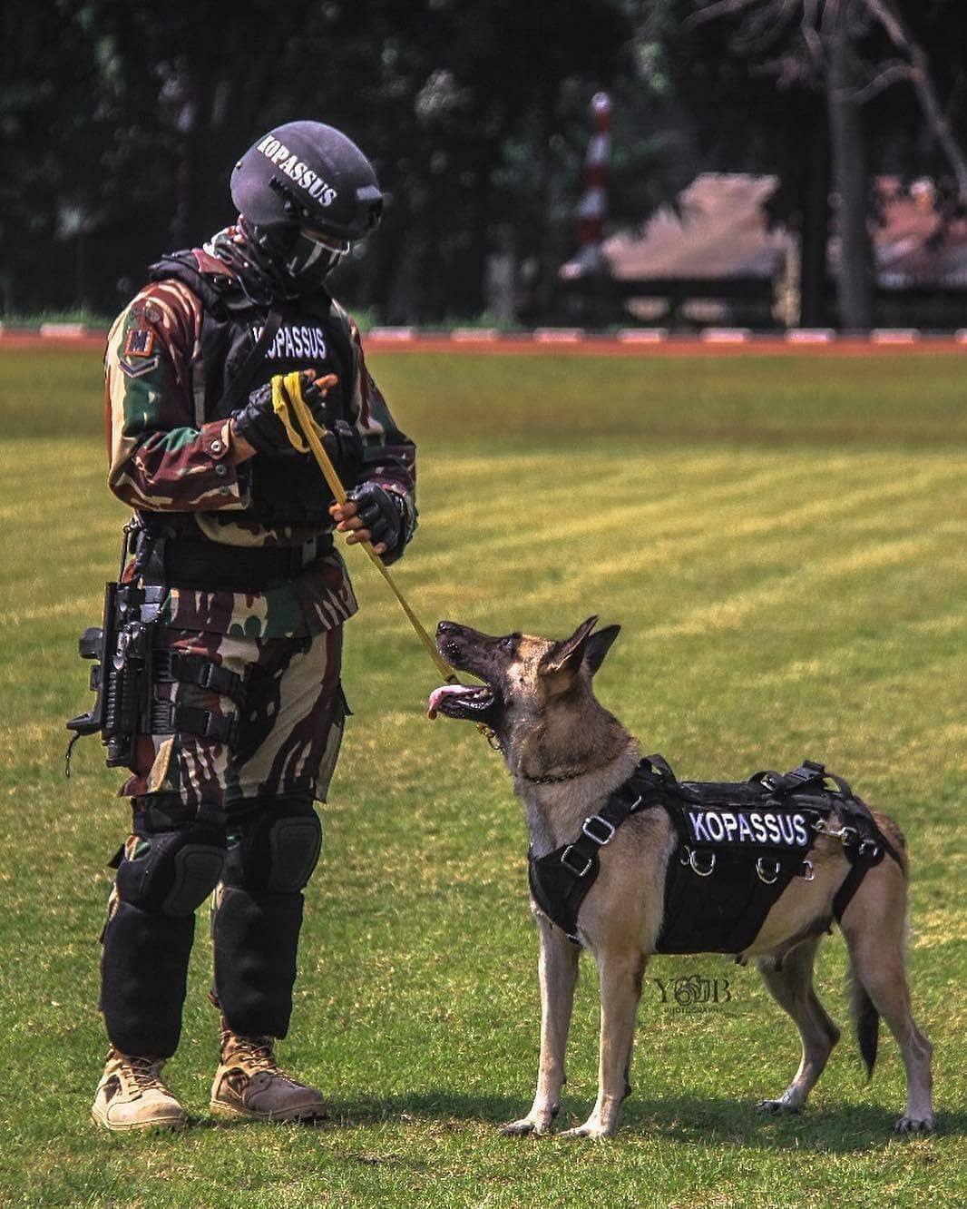 Hình nền Kopassus - Top Những Hình Ảnh Đẹp