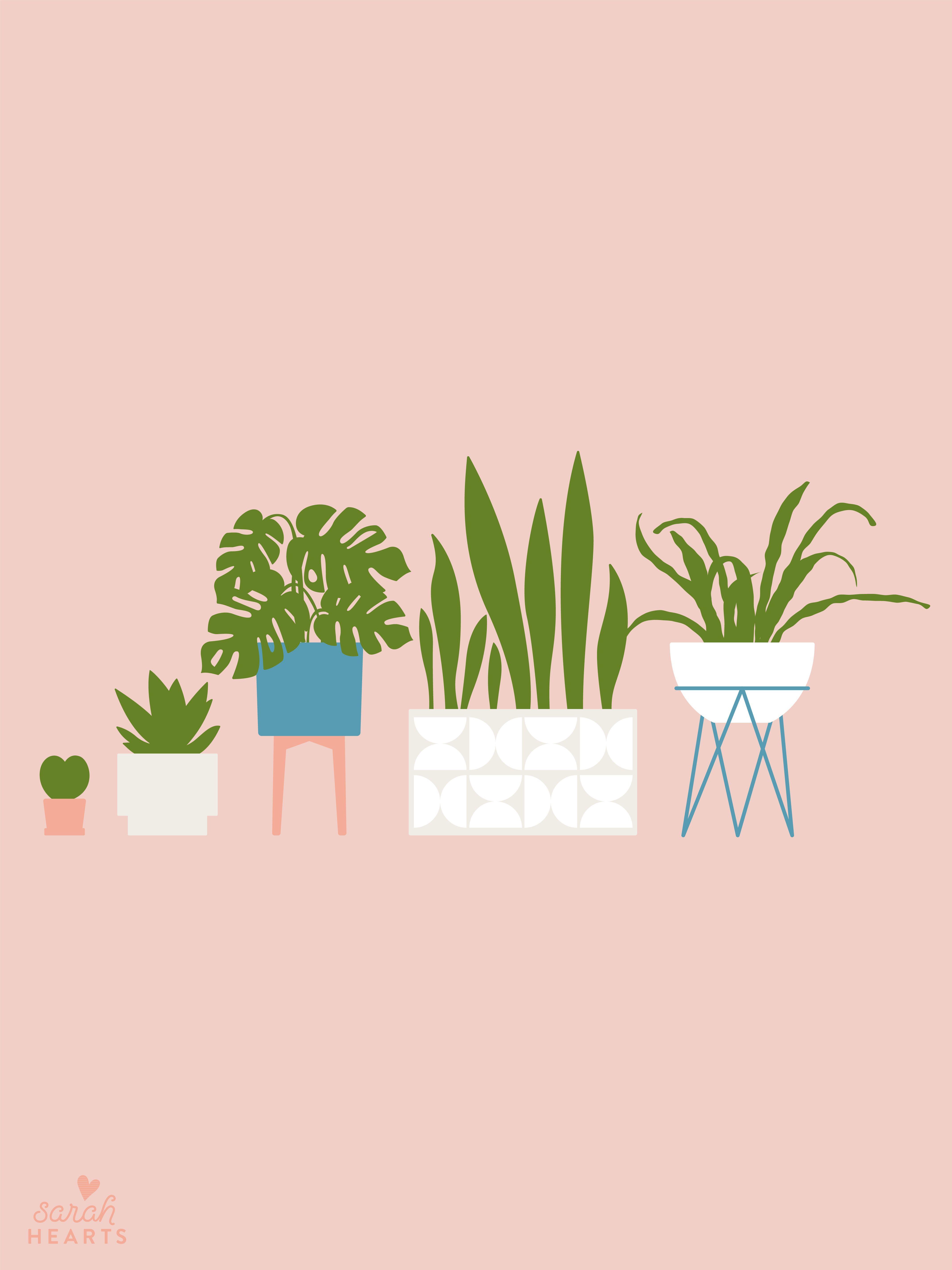 4267x5692 Houseplant Wallpaper