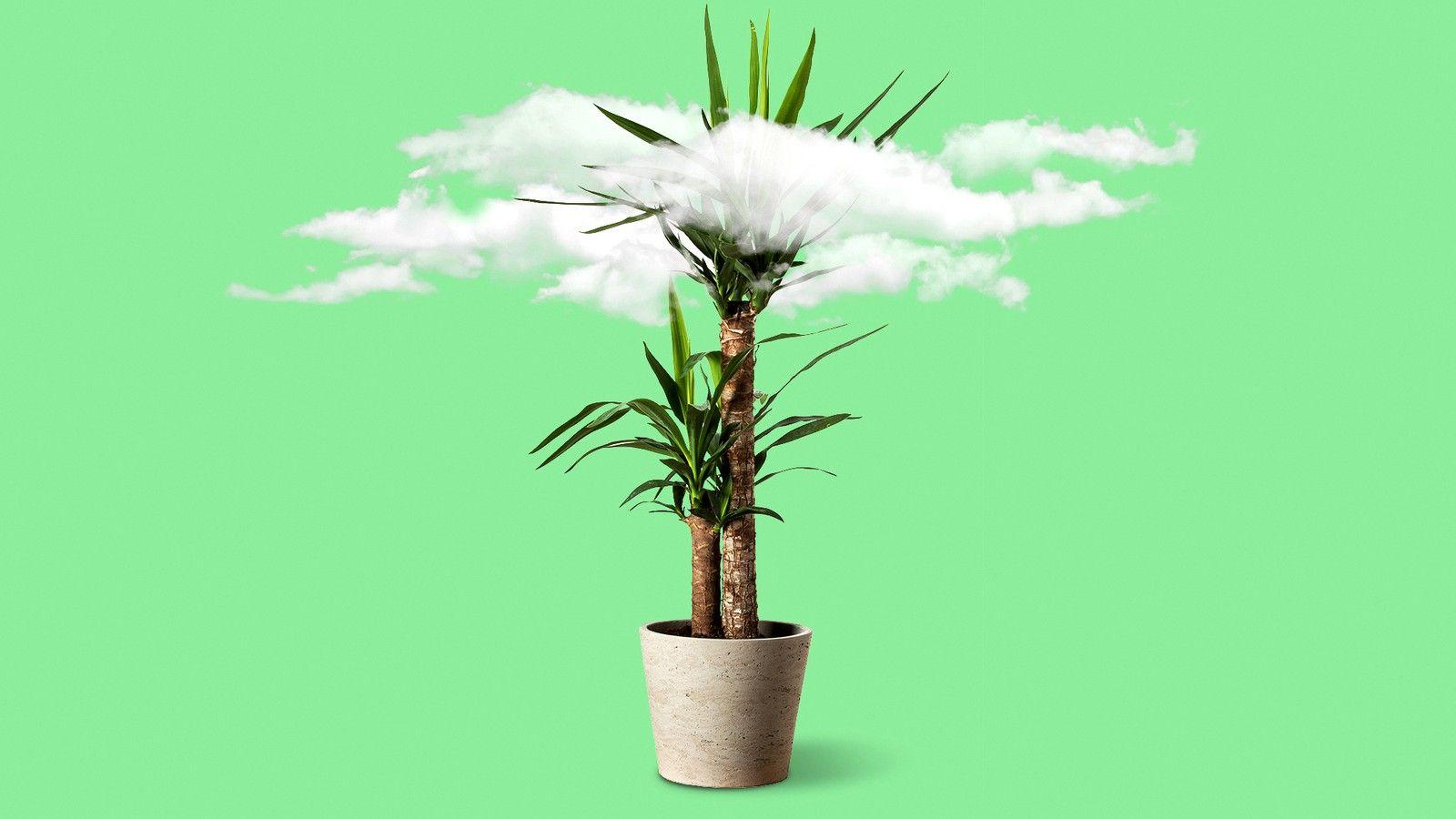 1600x900 What Indoor Plants Clean the Air Best? None of Them