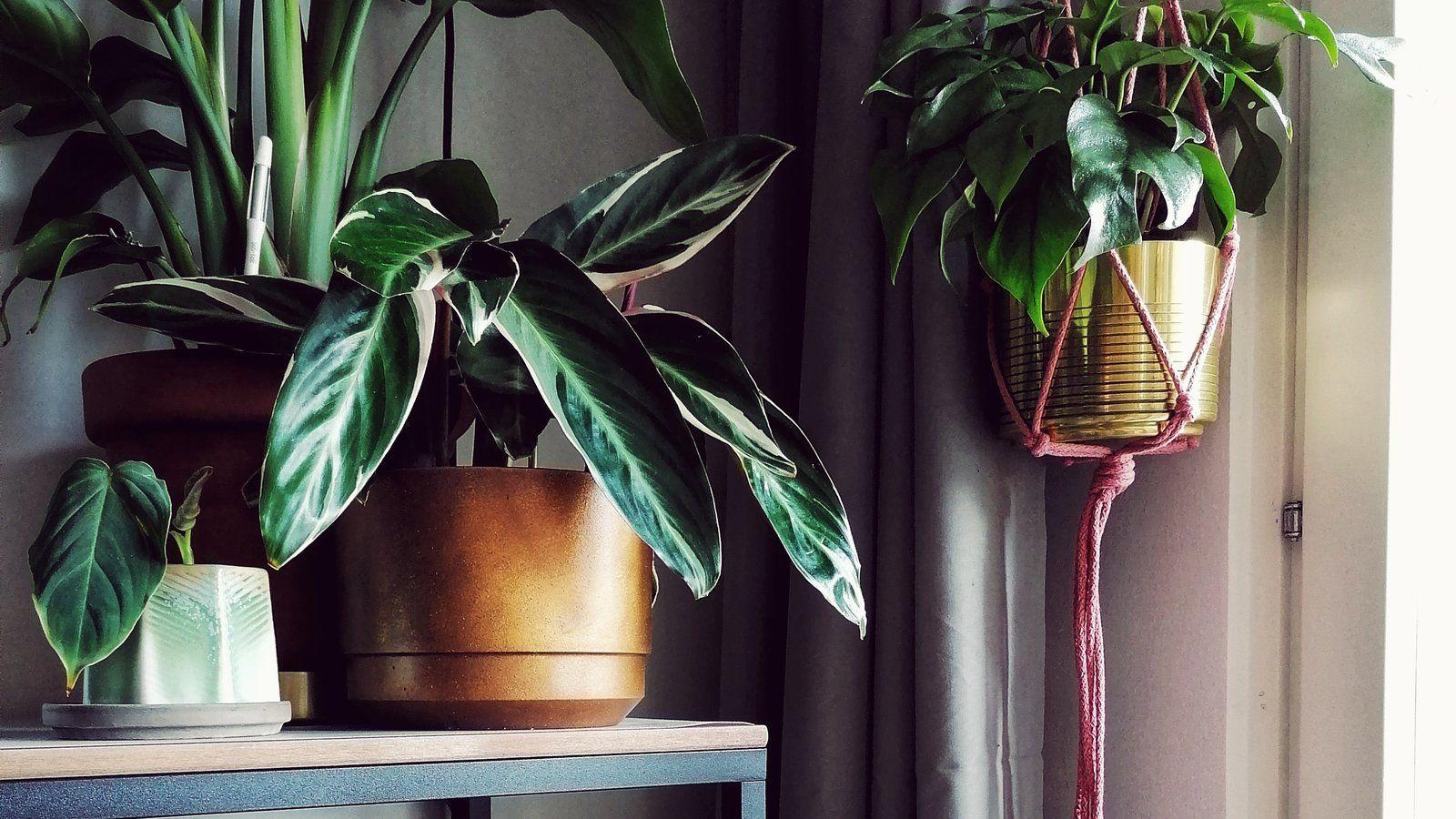 Houseplants Wallpapers - Top Free Houseplants Backgrounds - WallpaperAccess