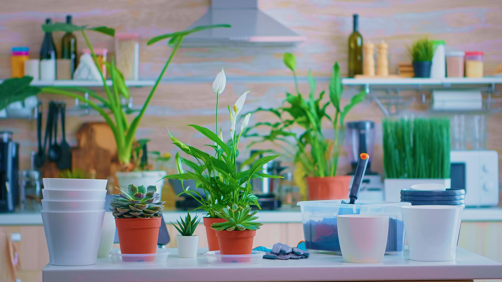 download free house plants