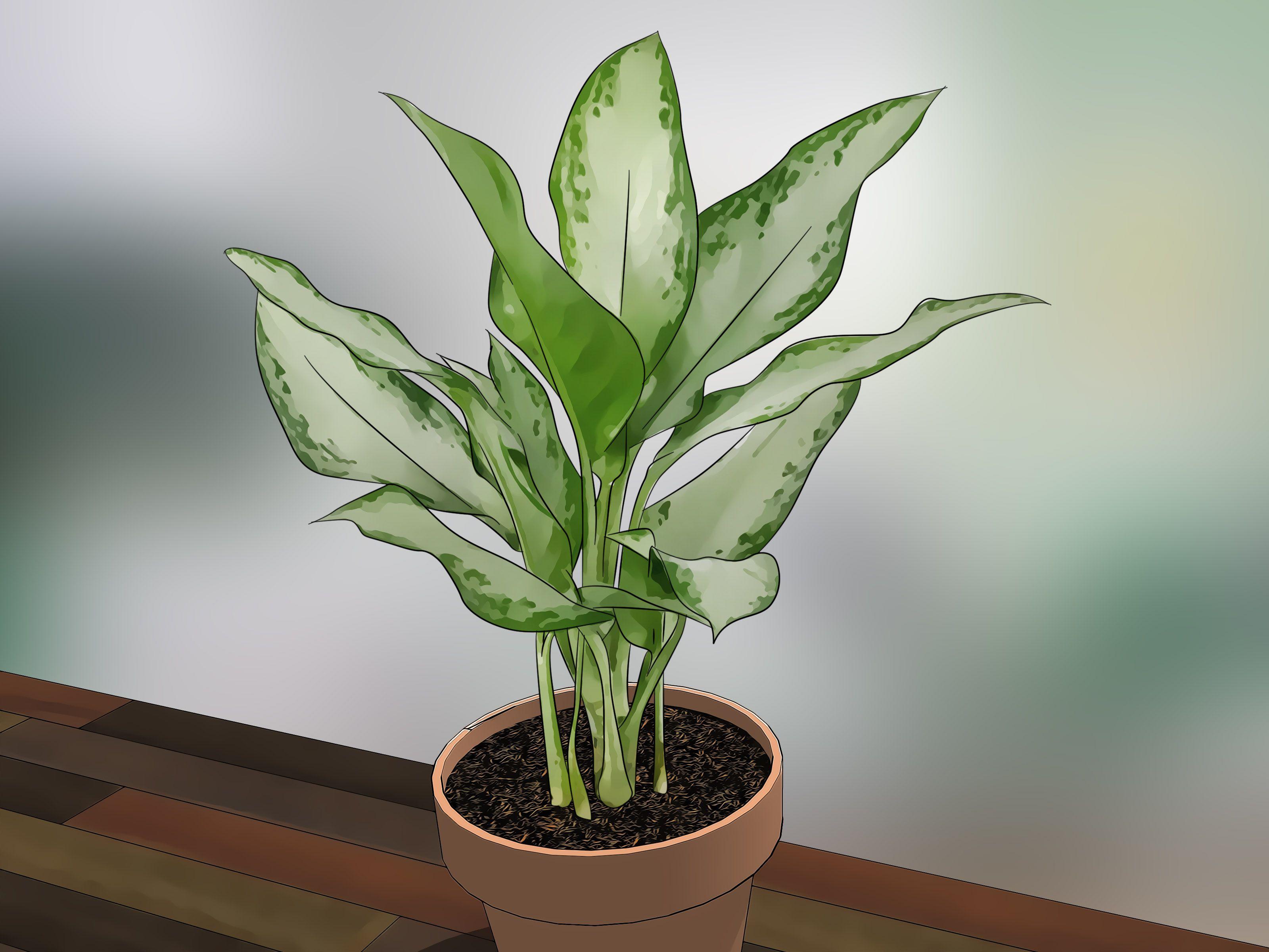 3200x2400 How to Care for Indoor Plants: 15 Steps (with Picture)