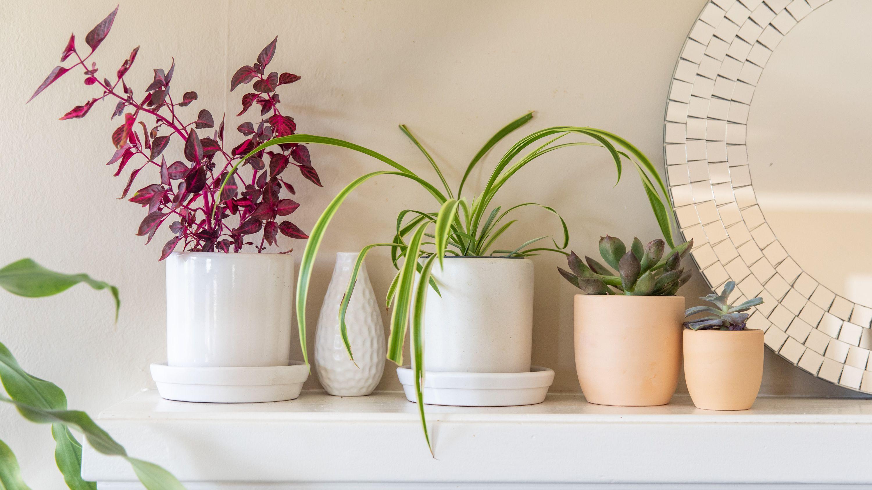 3000x1687 Great Ways To Decorate With Plants