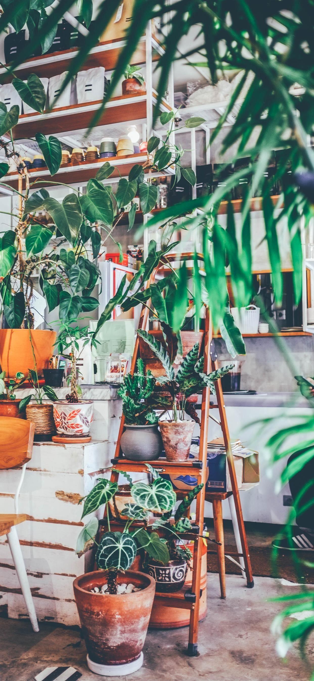 1242x2688 House Plant Wallpaper