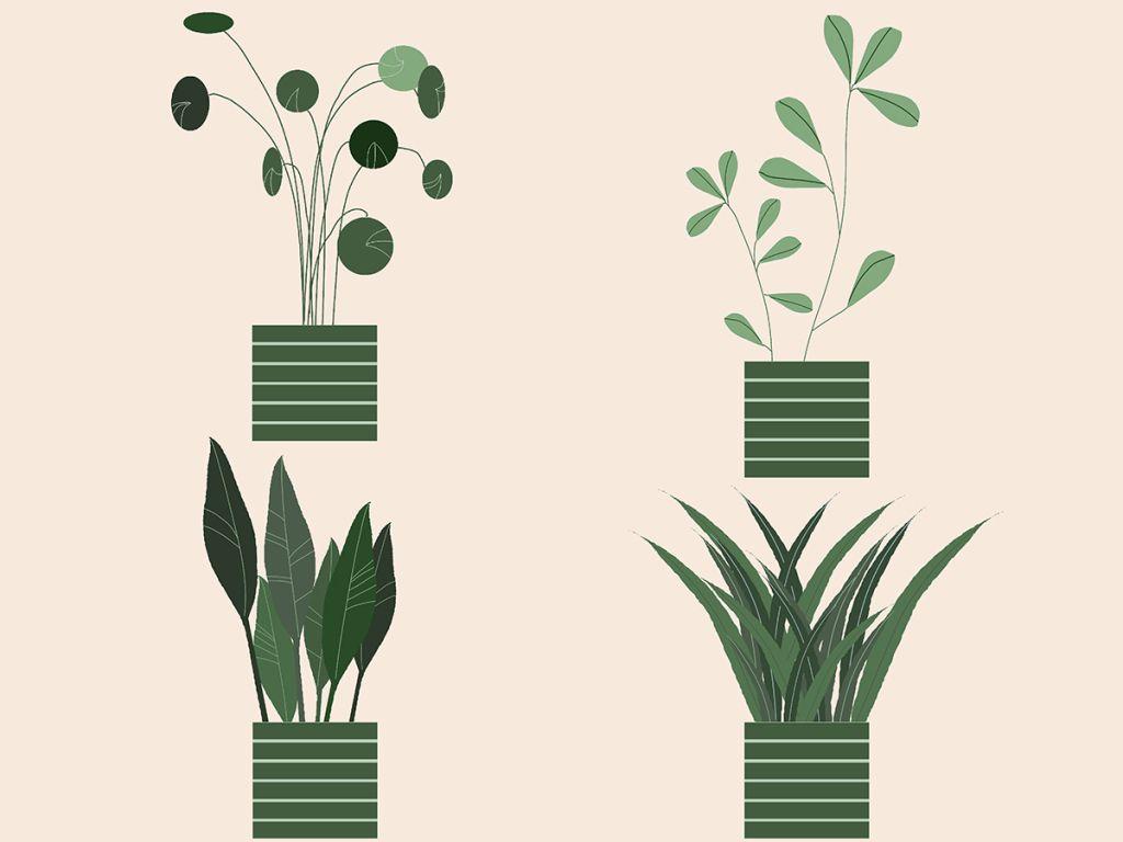 1024x768 Costco Houseplants: Shop the Best & Most Affordable Deals