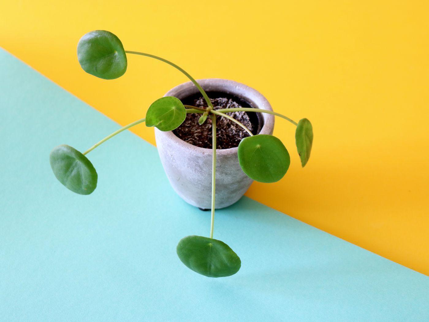 1400x1050 Pilea peperomioides was impossible to find