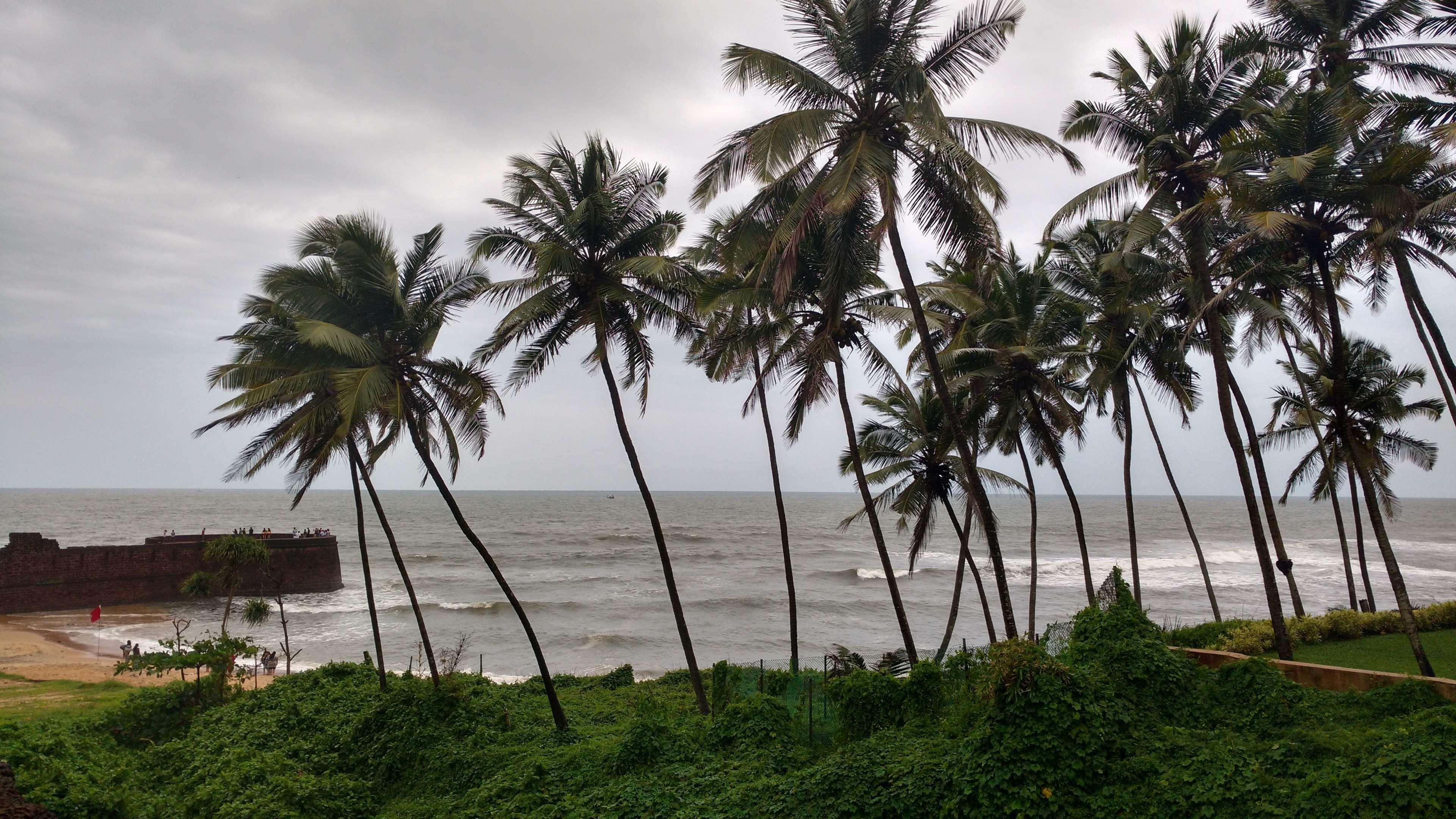 3840x2160 beach #beach landscape #coconut tree #coconut trees #goa #india #indian # indian summer. Landscape trees, Beach landscape, Landscape