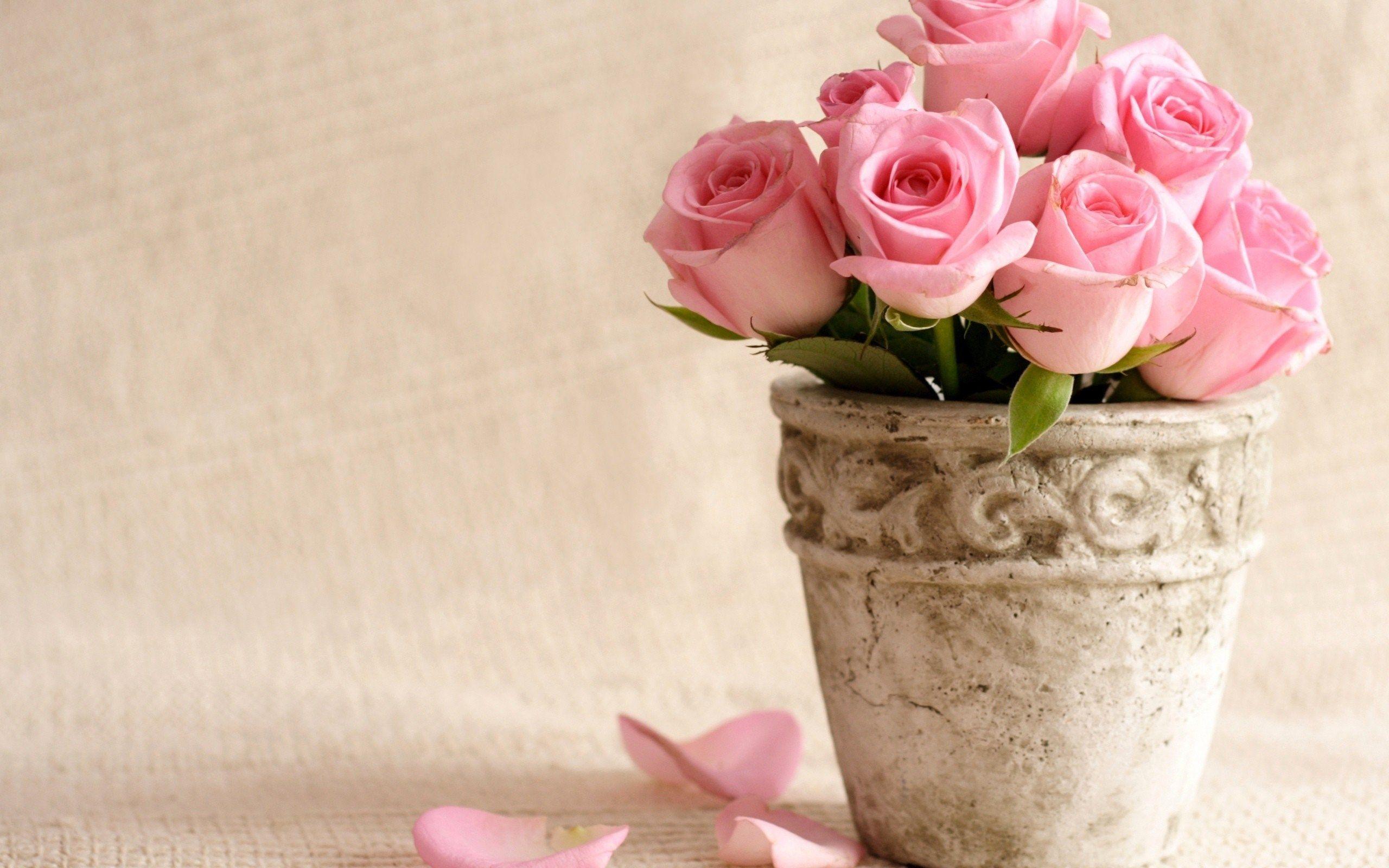 2560x1600 Flowers Bucket Roses Vase Pink Roses Wallpaper [2560x1600] - [2560 x 1600]